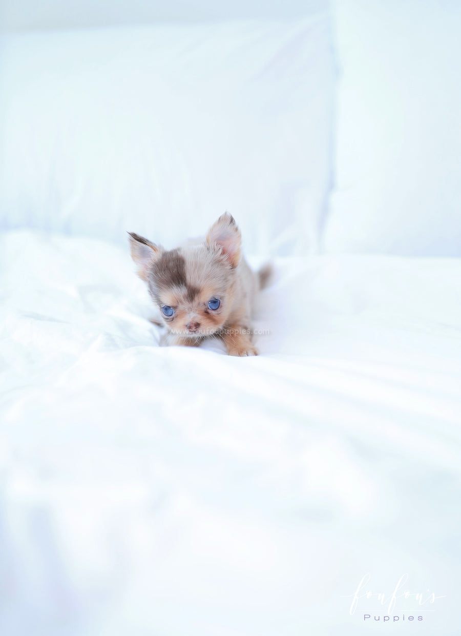 Marbella - Chihuahua F.