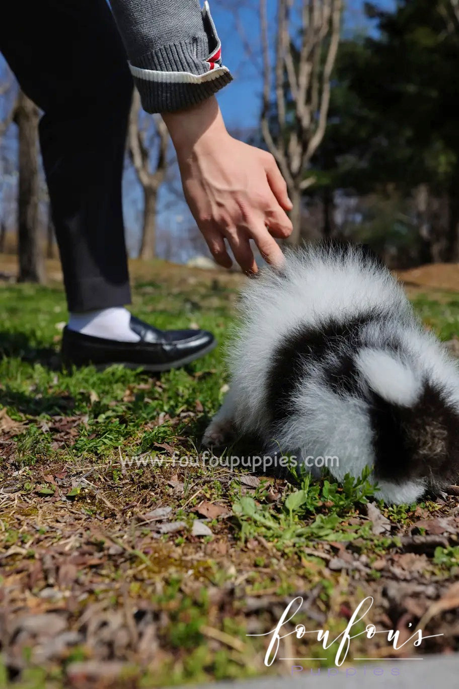 Tika - Pomeranian F.