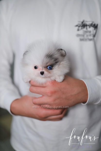 Amara - Pomeranian F.