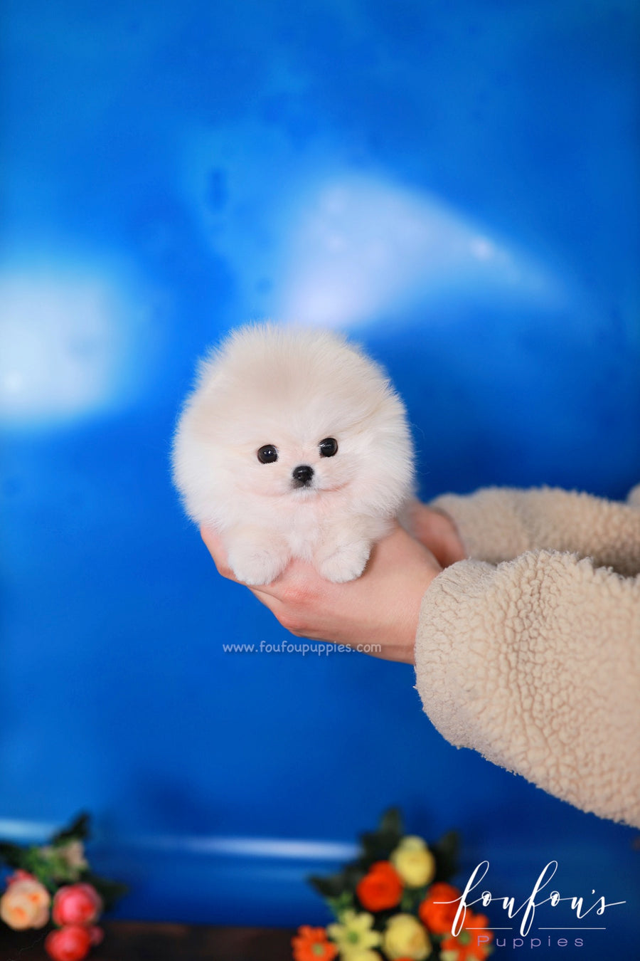 Cotton - Pomeranian F.
