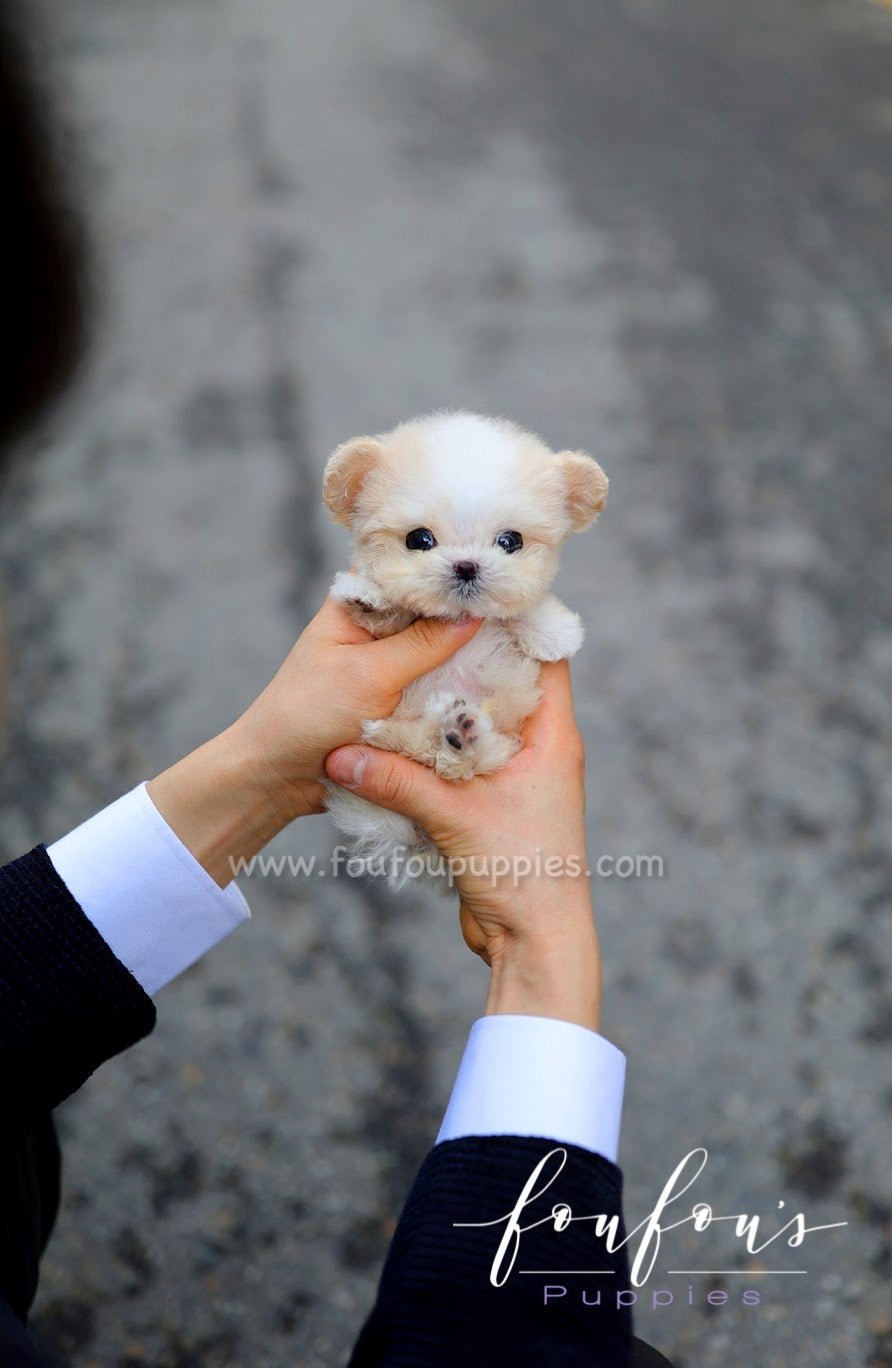 Mushy - Maltipoo M.