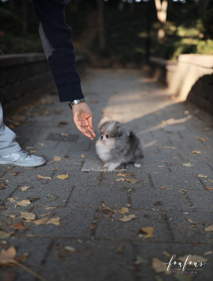 Luxor - Pomeranian M.