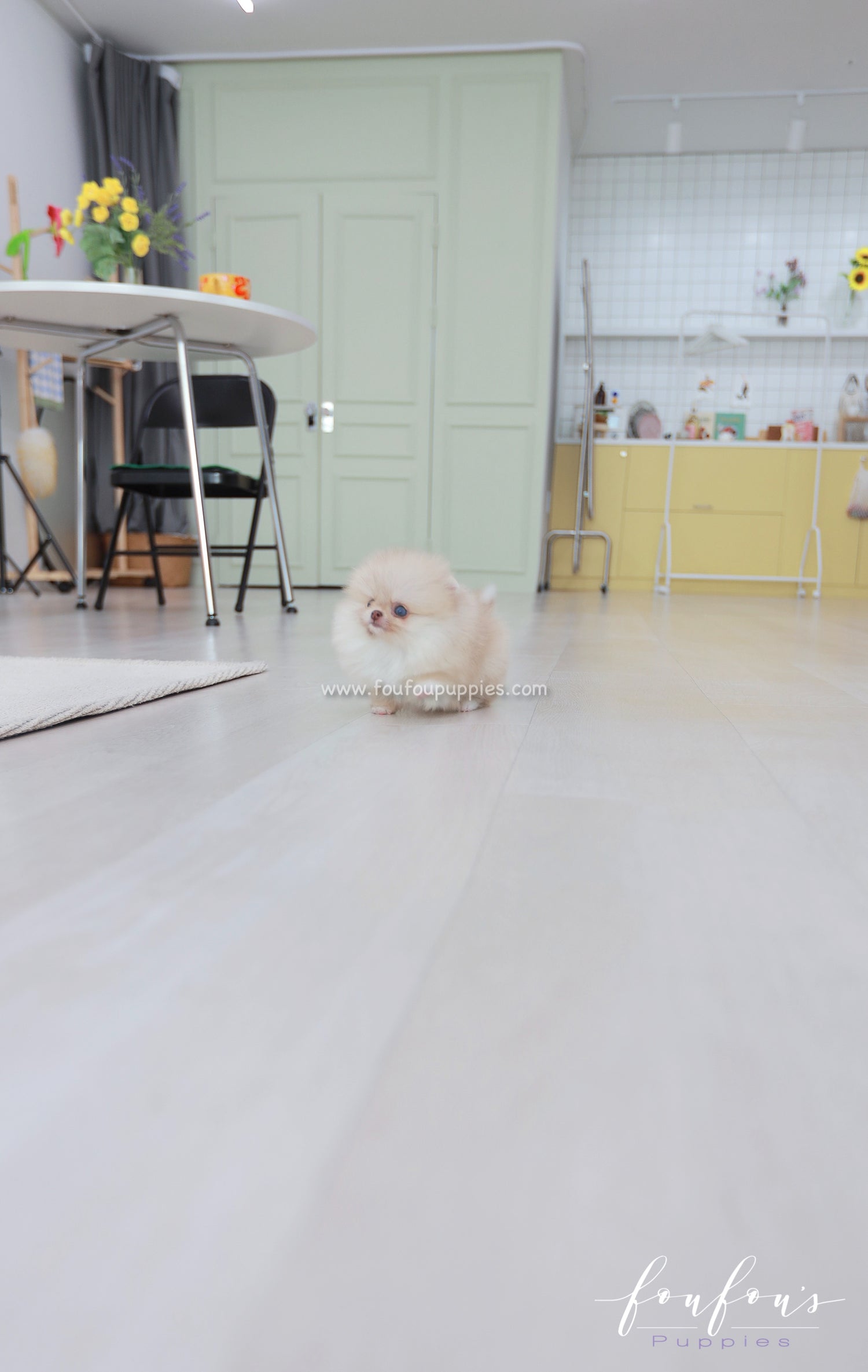 Coco - Pomeranian F.