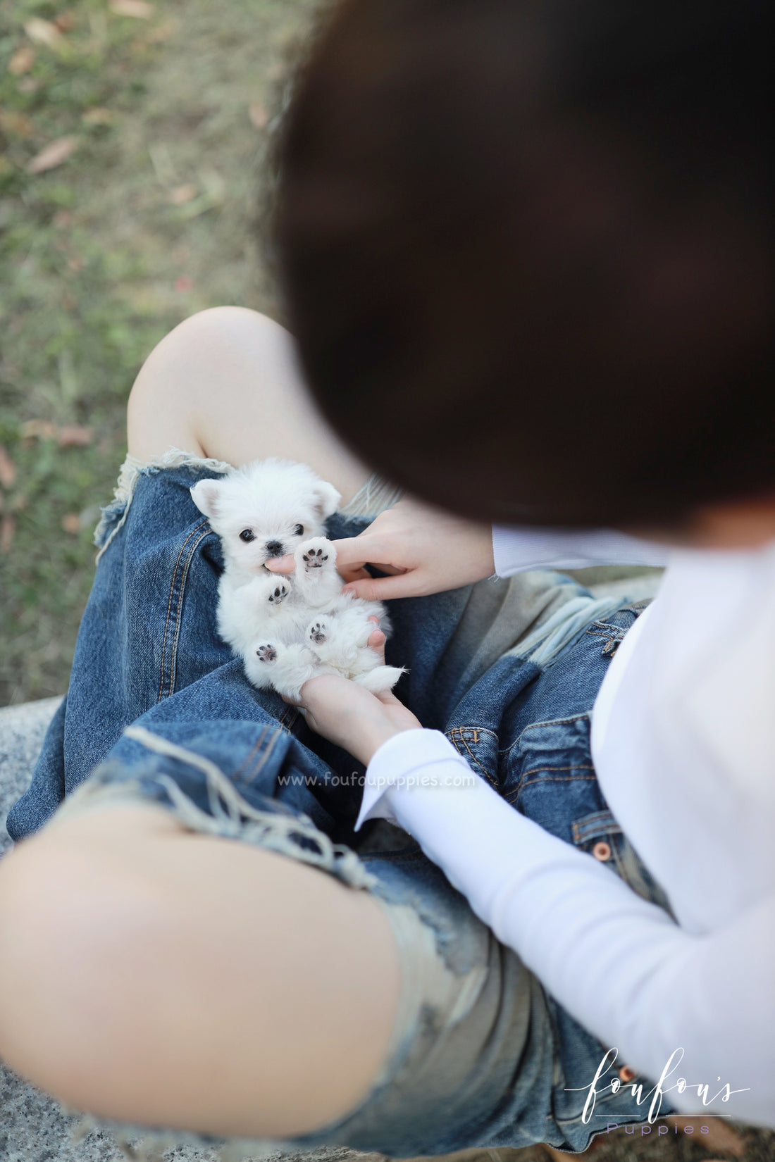 Minnie - Maltese F.