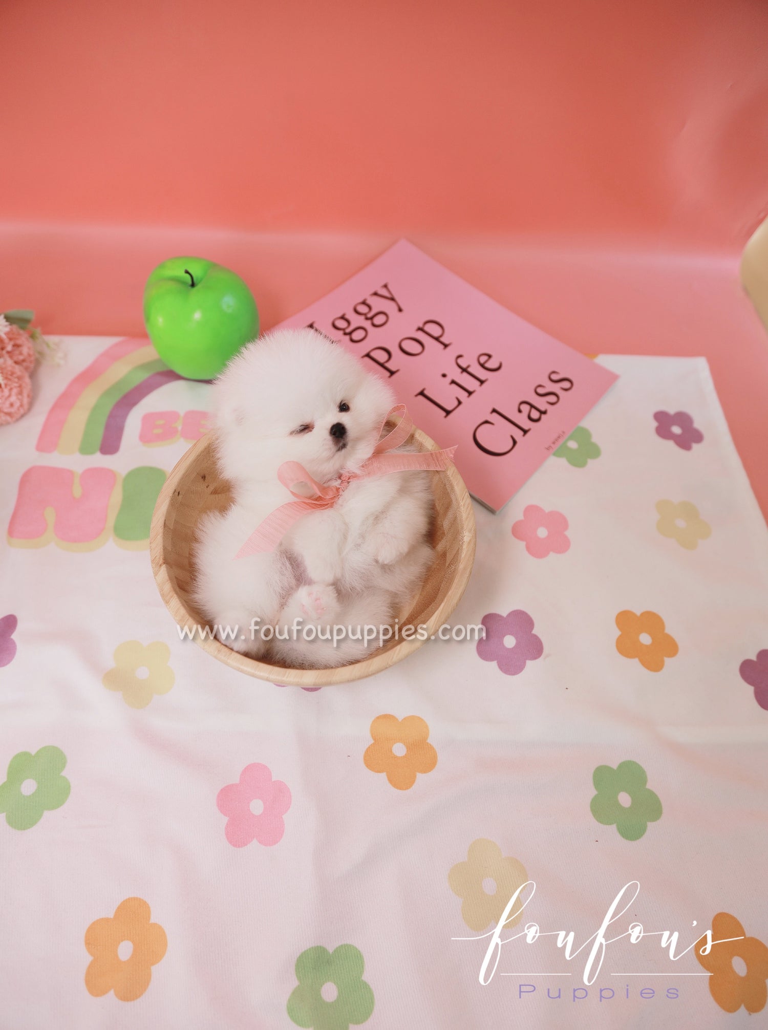 Sugar - Pomeranian F.