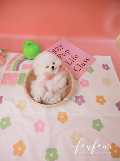 Sugar - Pomeranian F.