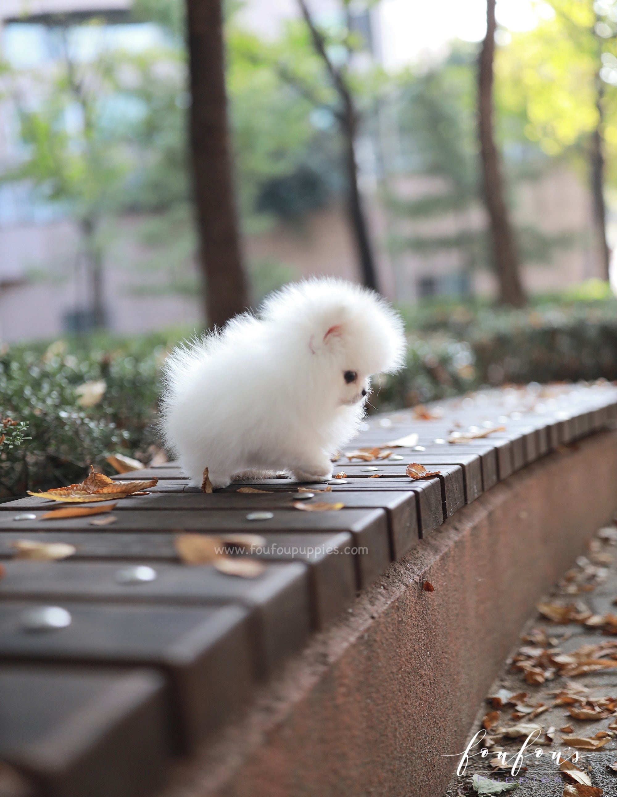 Snowie - Pomeranian F.