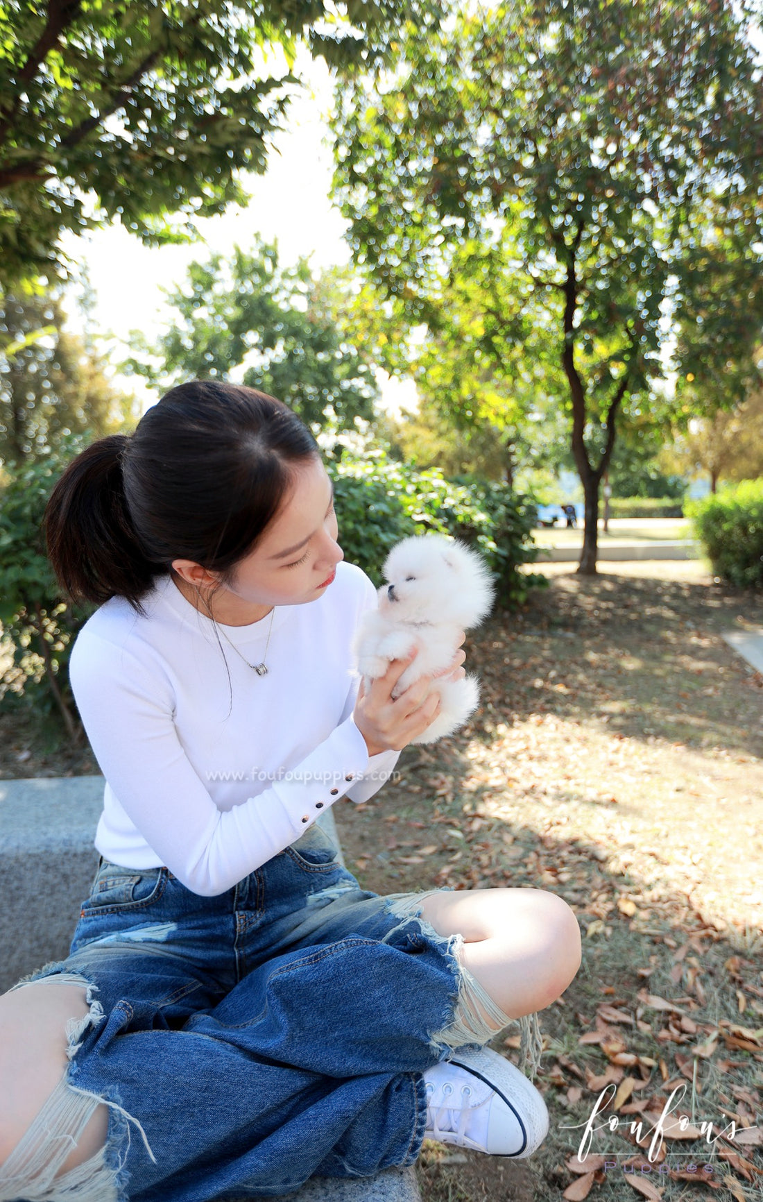 Casper - Pomeranian M.