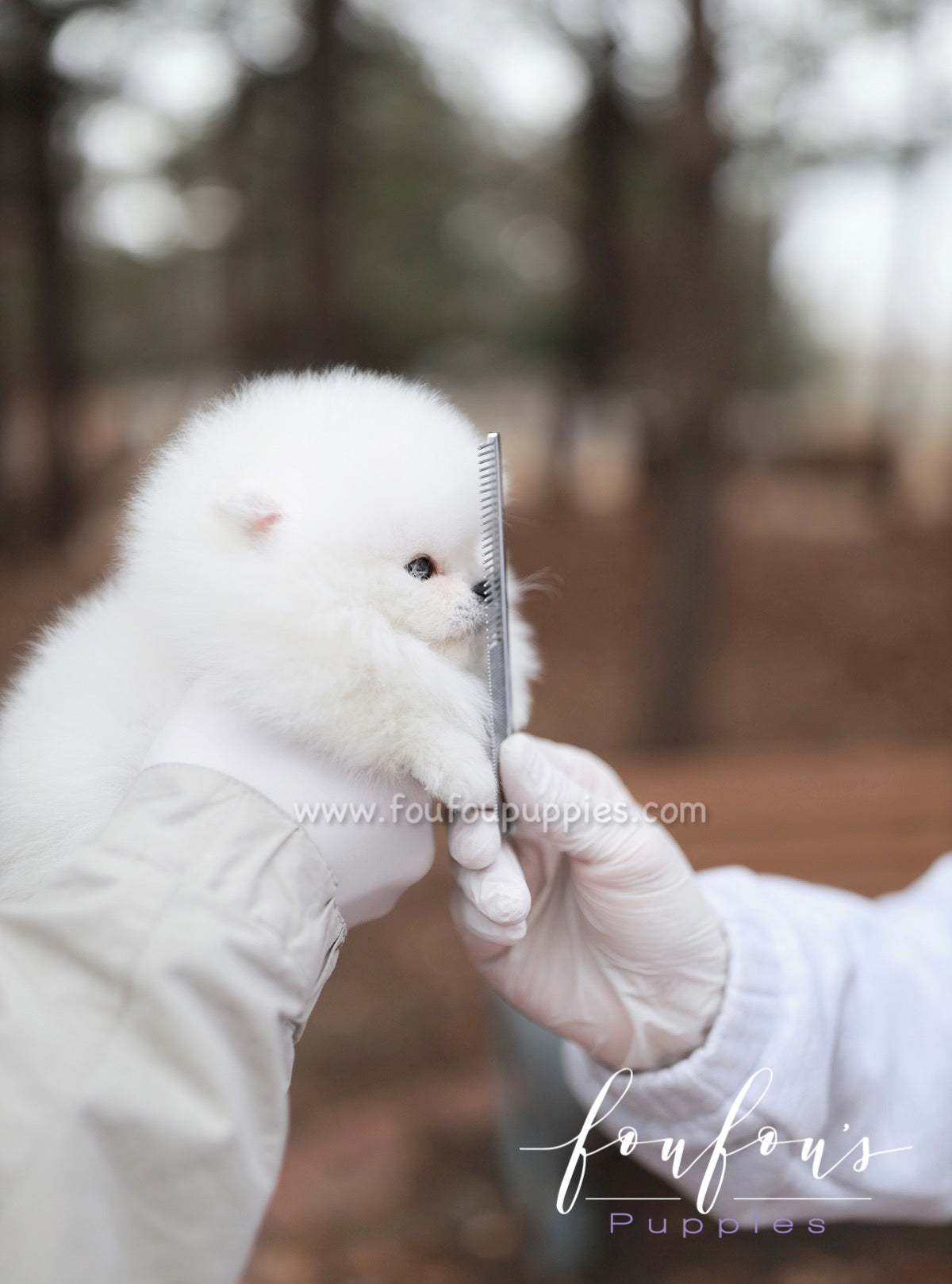 Marshmallow - Pomeranian F.