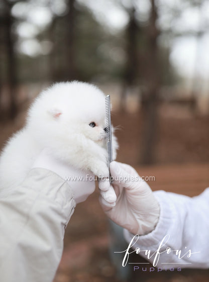 Marshmallow - Pomeranian F.