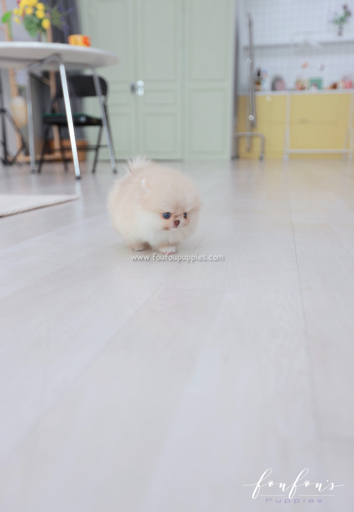 Coco - Pomeranian F.