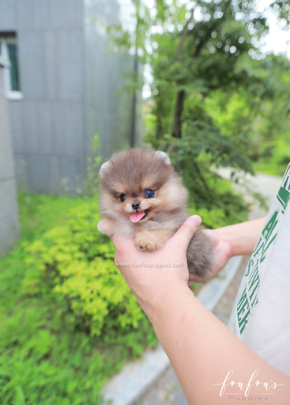 Azure - Pomeranian M.