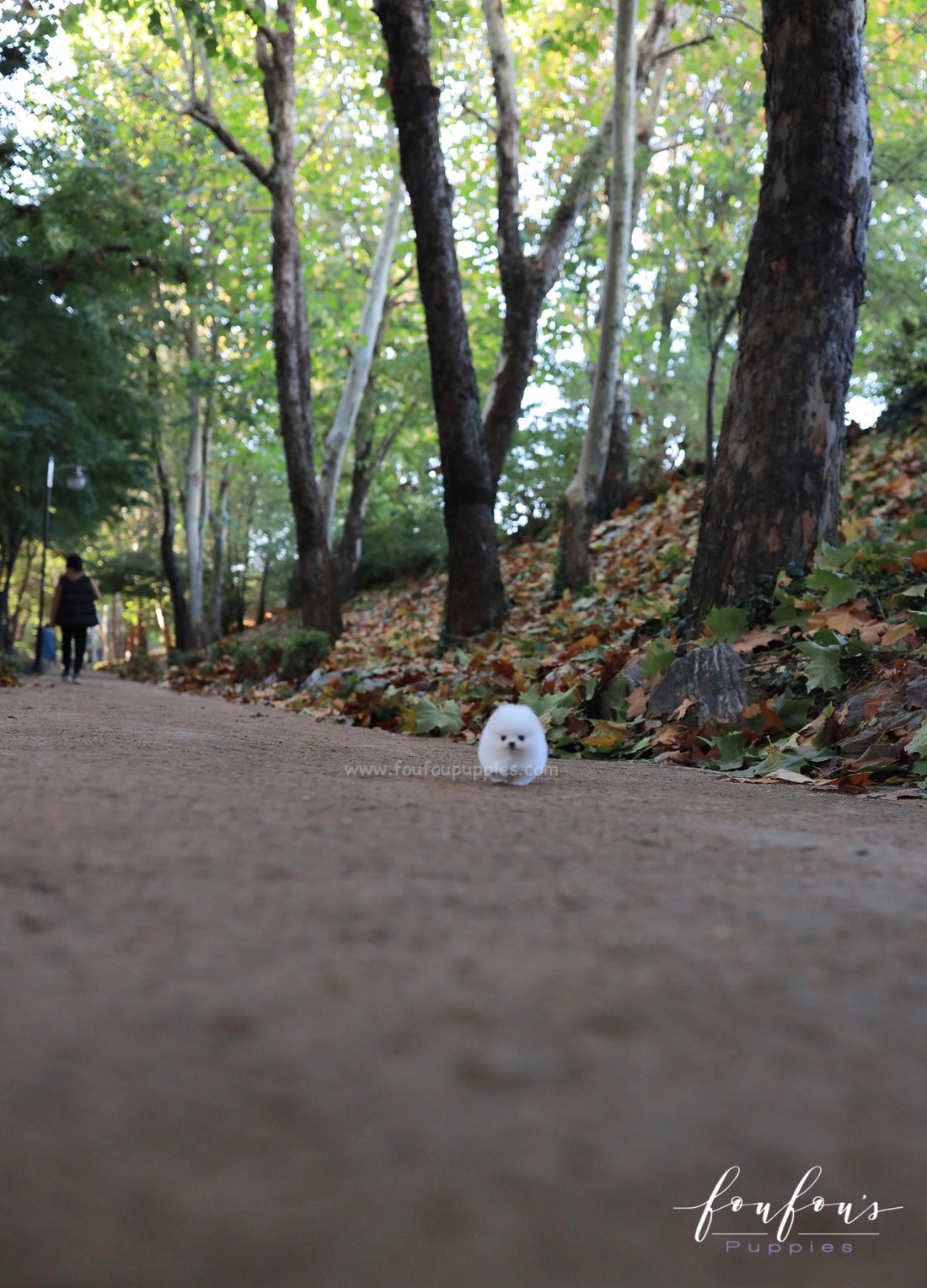 Frosty - Pomeranian M.