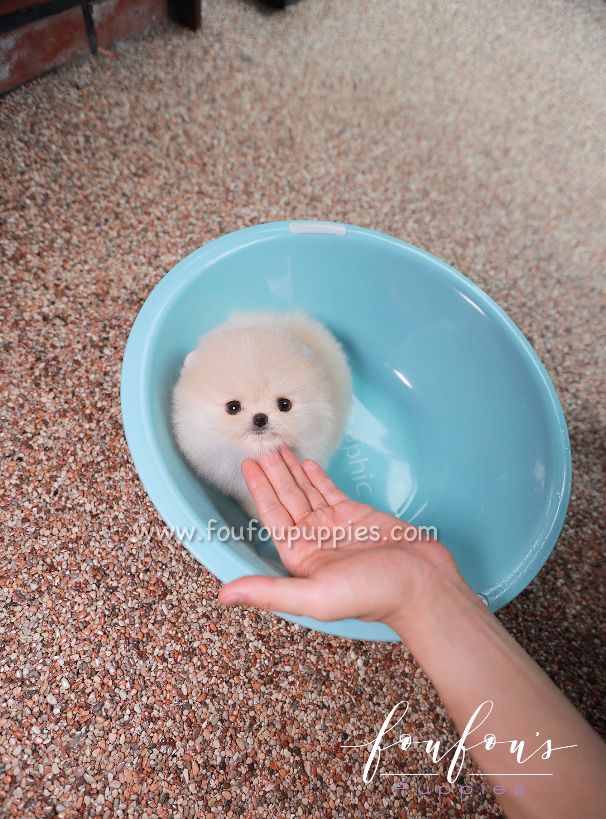 Cotton - Pomeranian F.