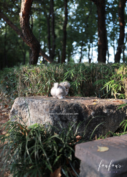 Luxor - Pomeranian M.