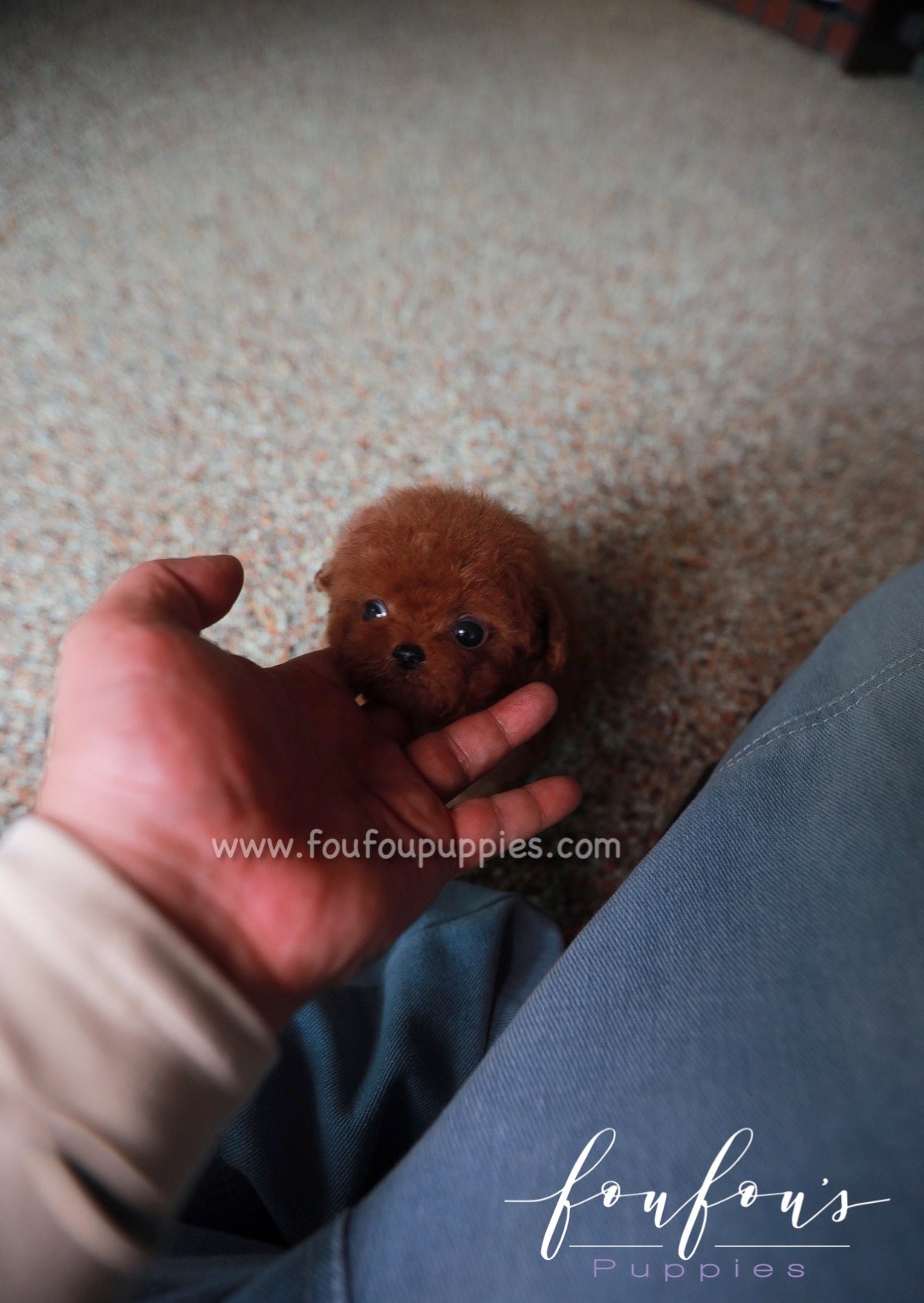 Baby teacup cheap poodle