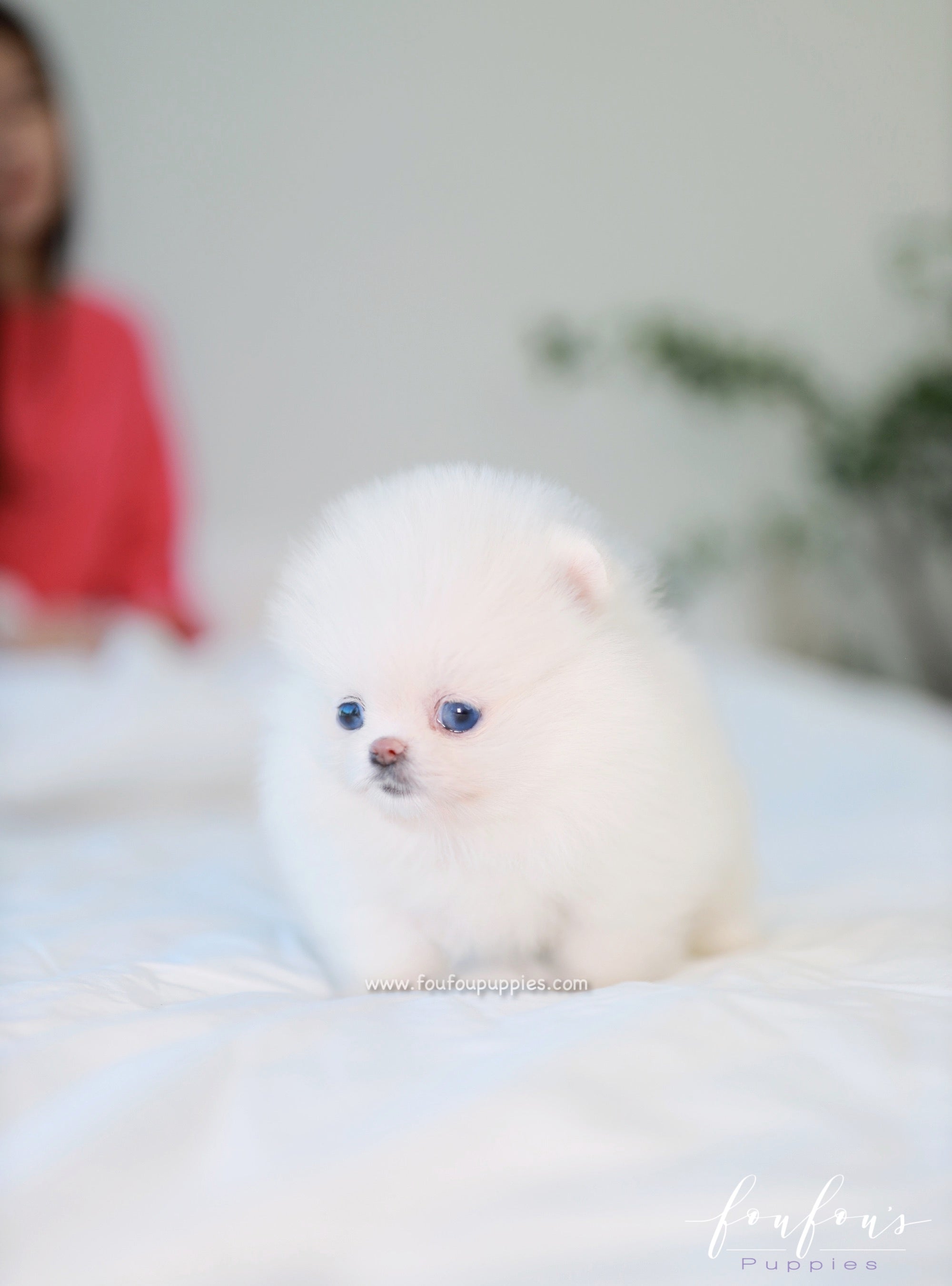 Teacup toy outlet pom