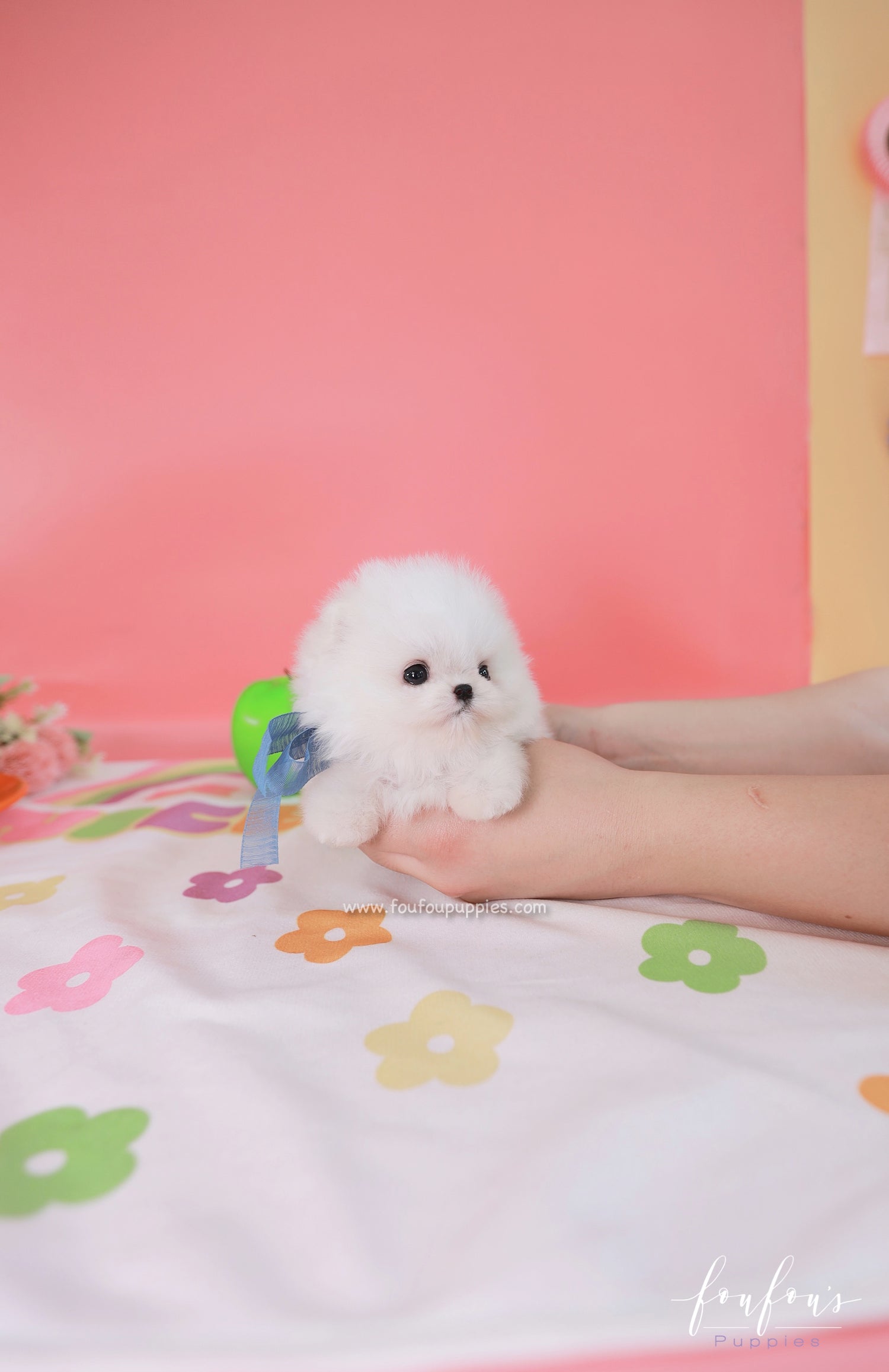 Casper - Pomeranian M.