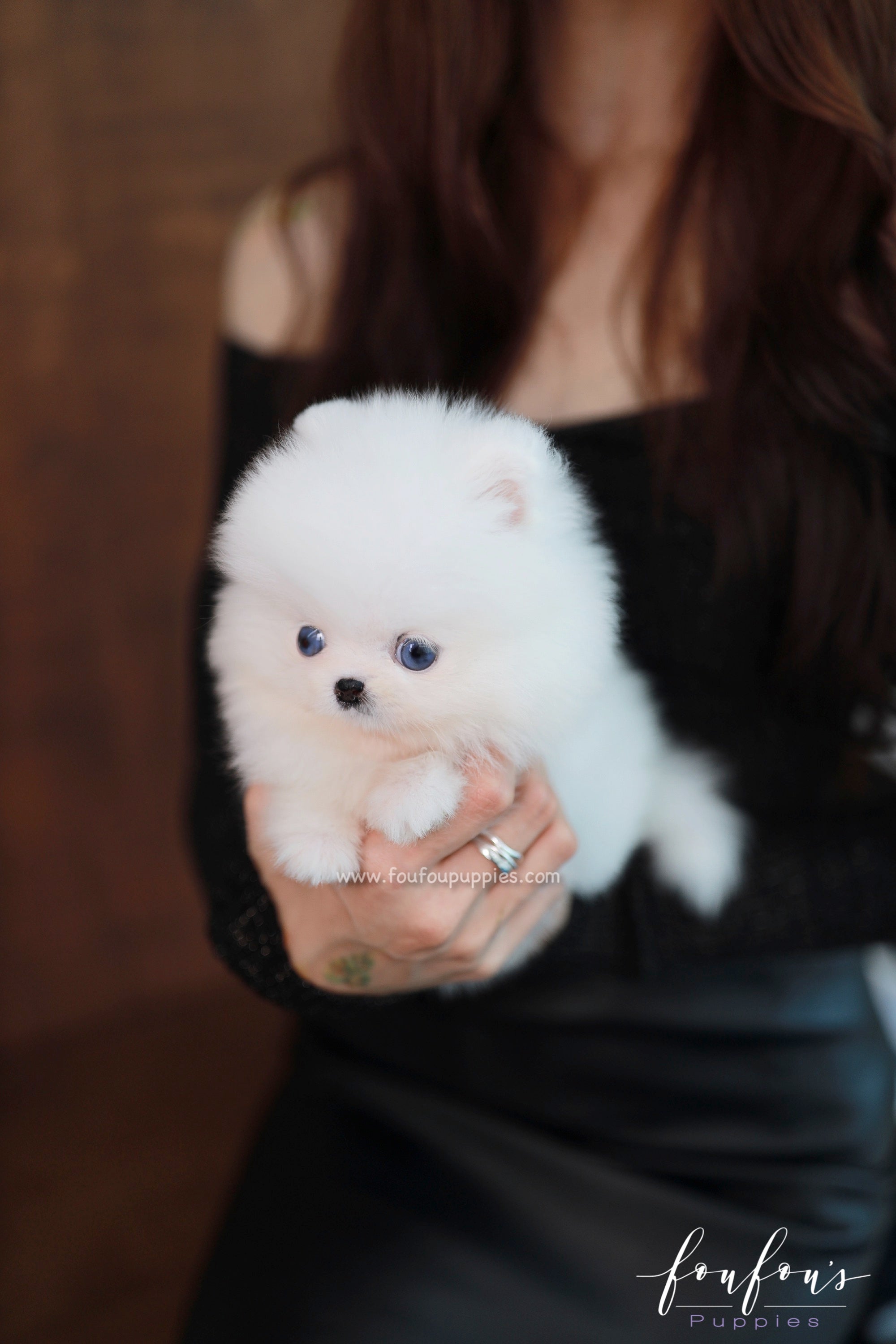 Pomeranian white hot sale mini