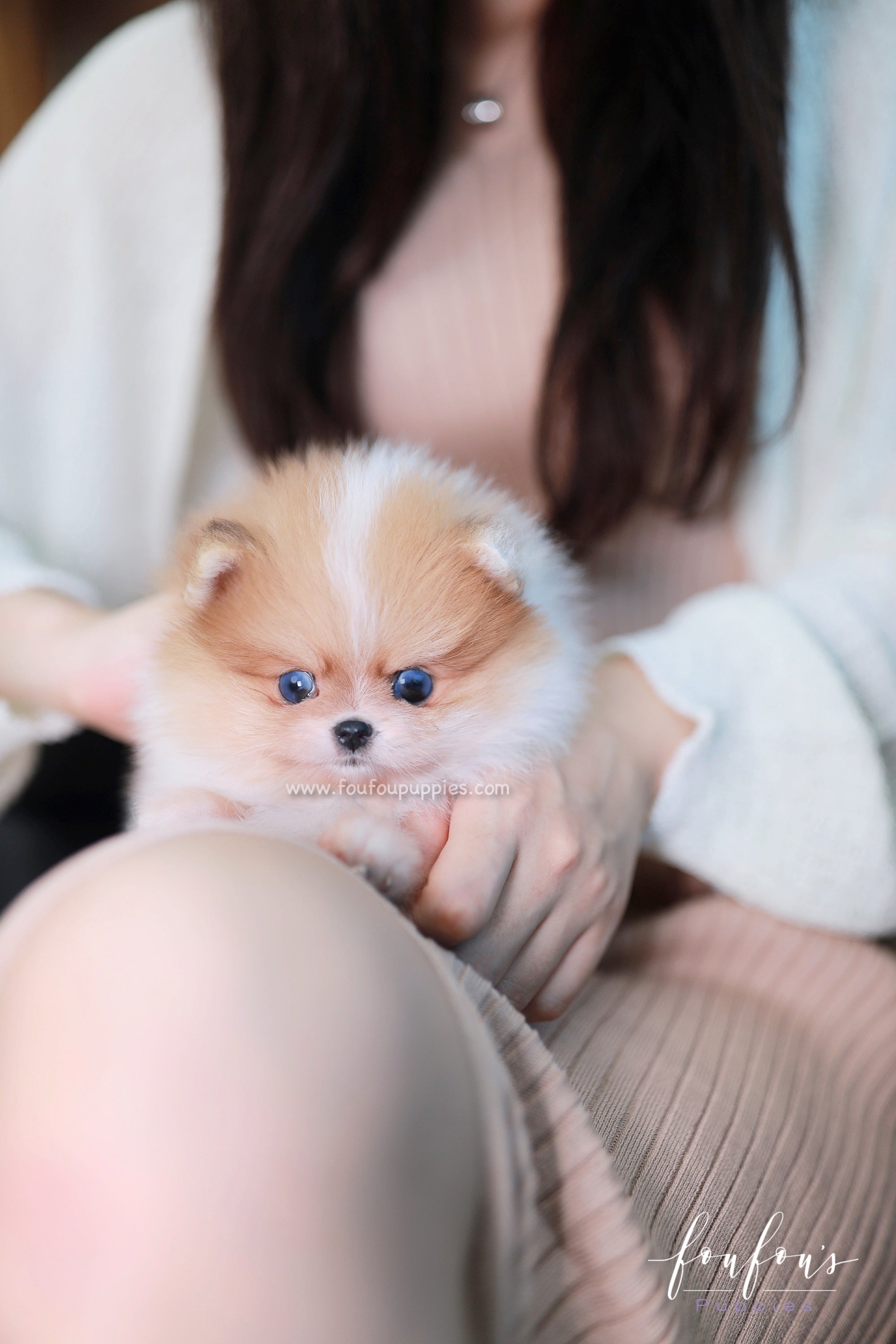 Bluey - Pomeranian M.