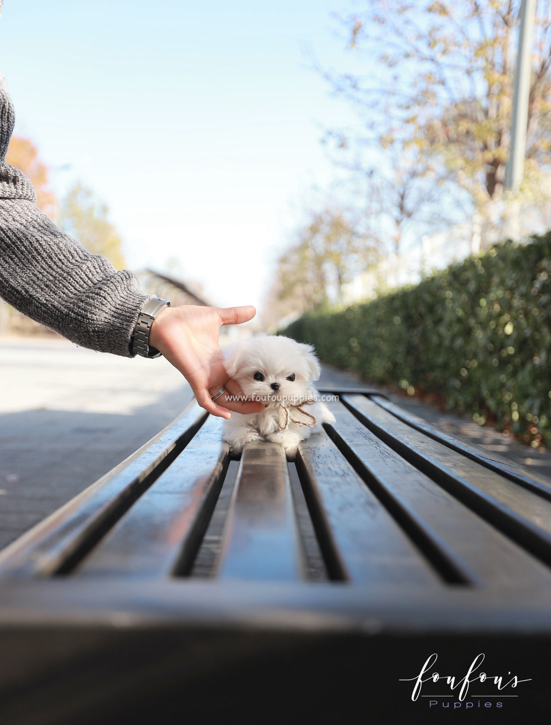 Zeus - Maltese M.