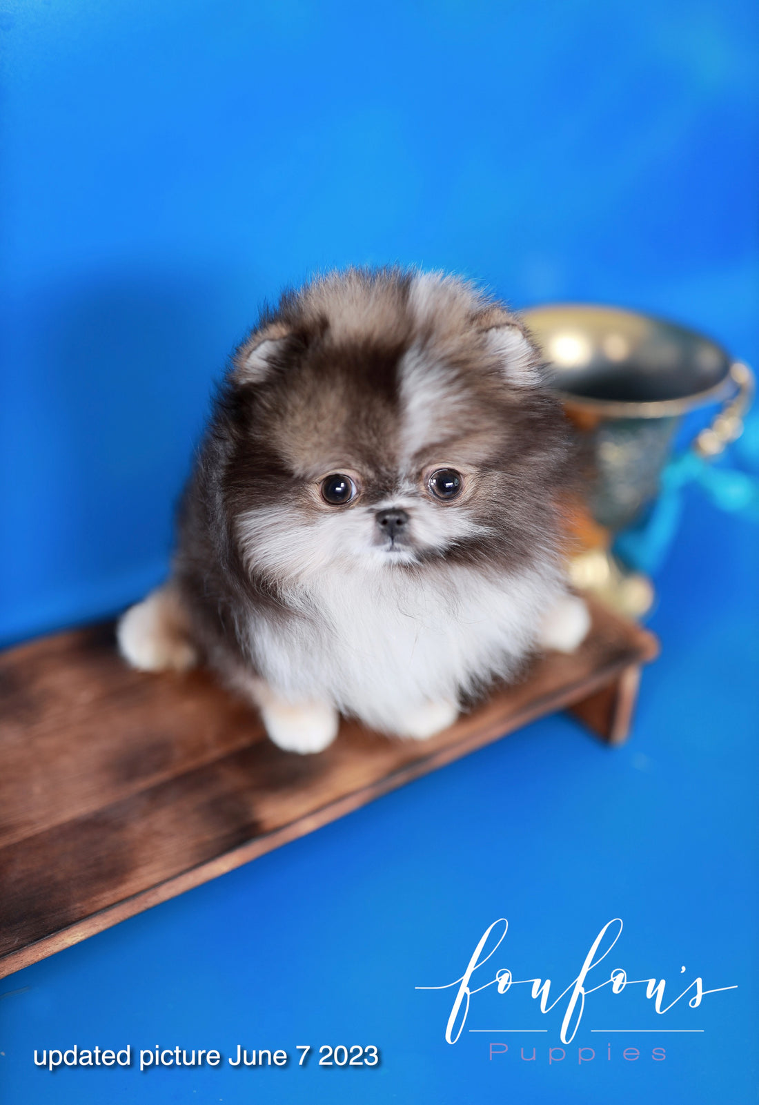 Oreo - Pomeranian M.