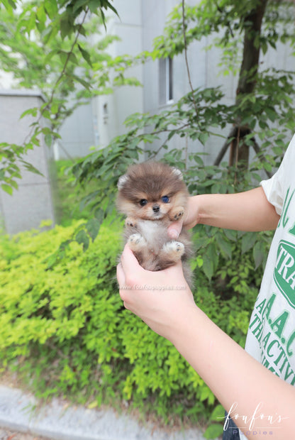 Azure - Pomeranian M.