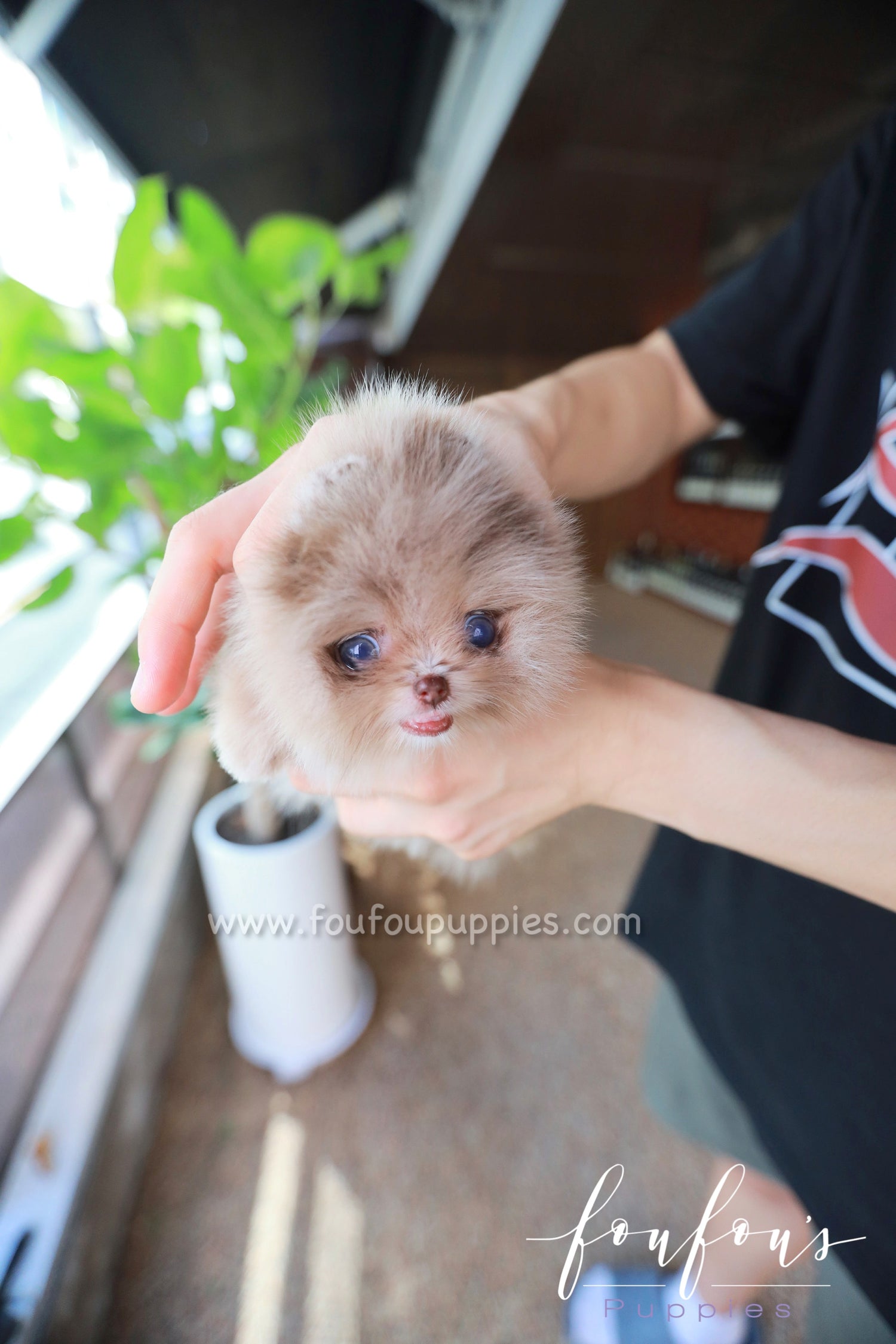 Candy - Pomeranian F.