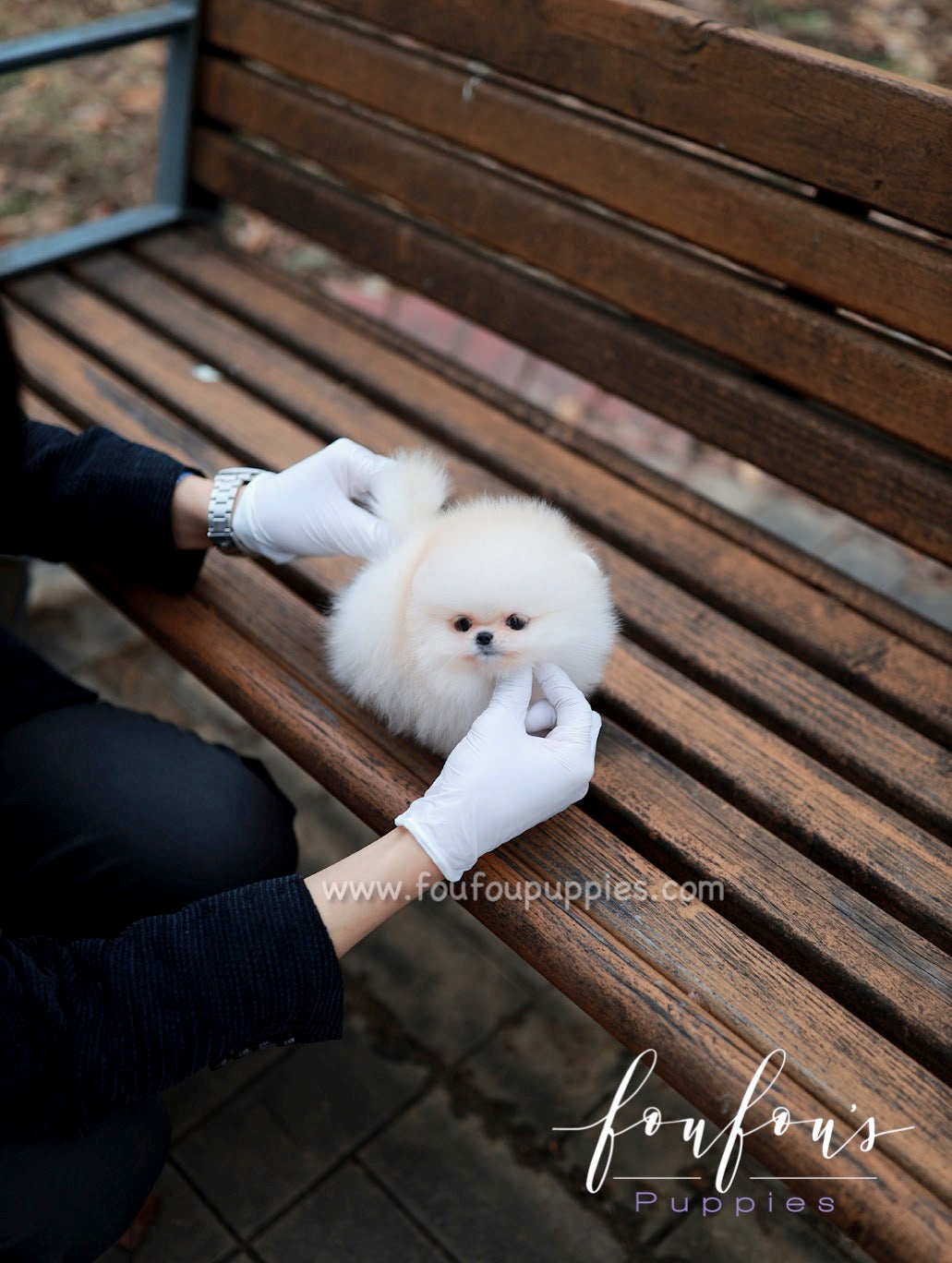 Amore- Pomeranian F.