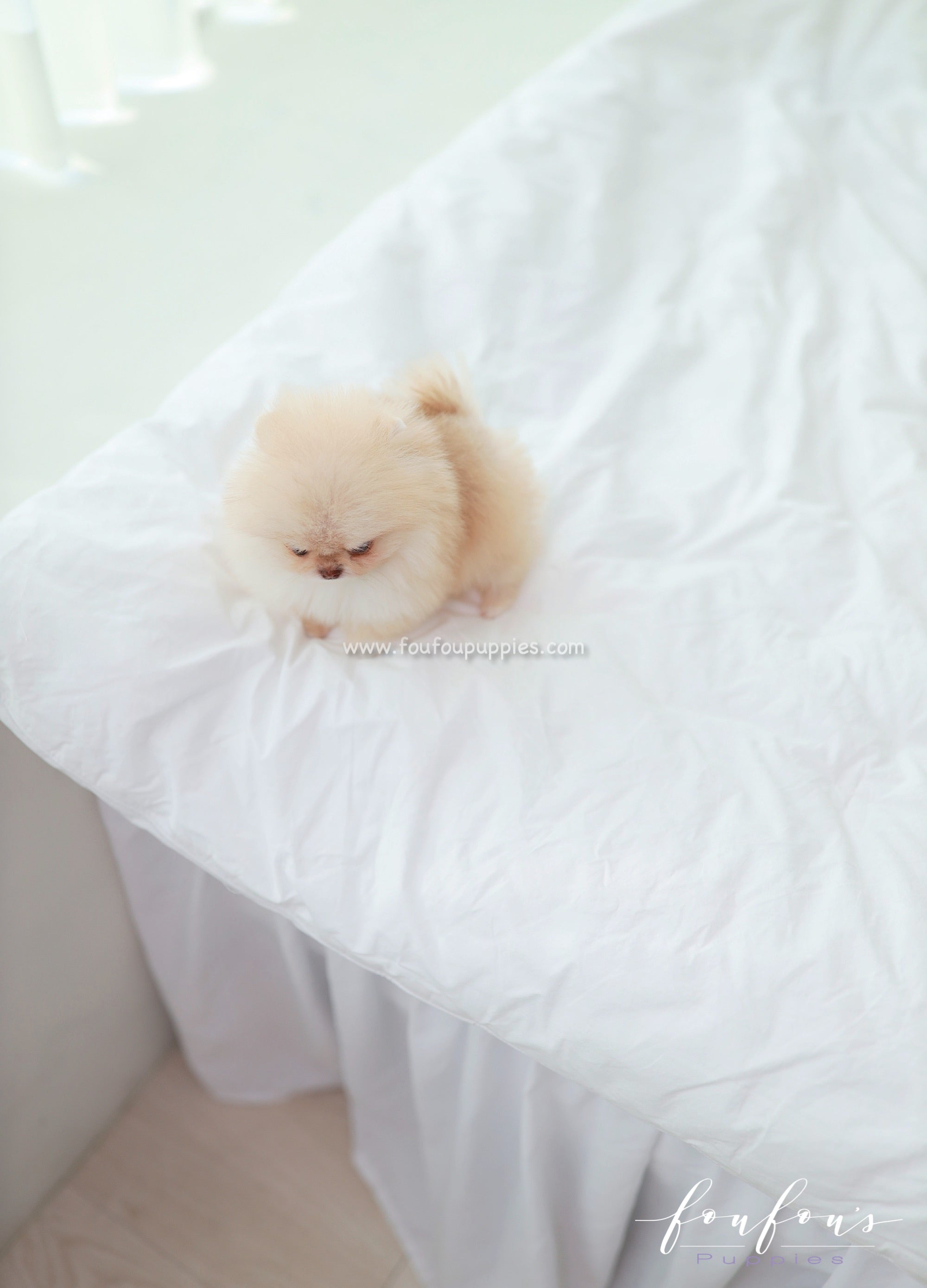 Coco - Pomeranian F.