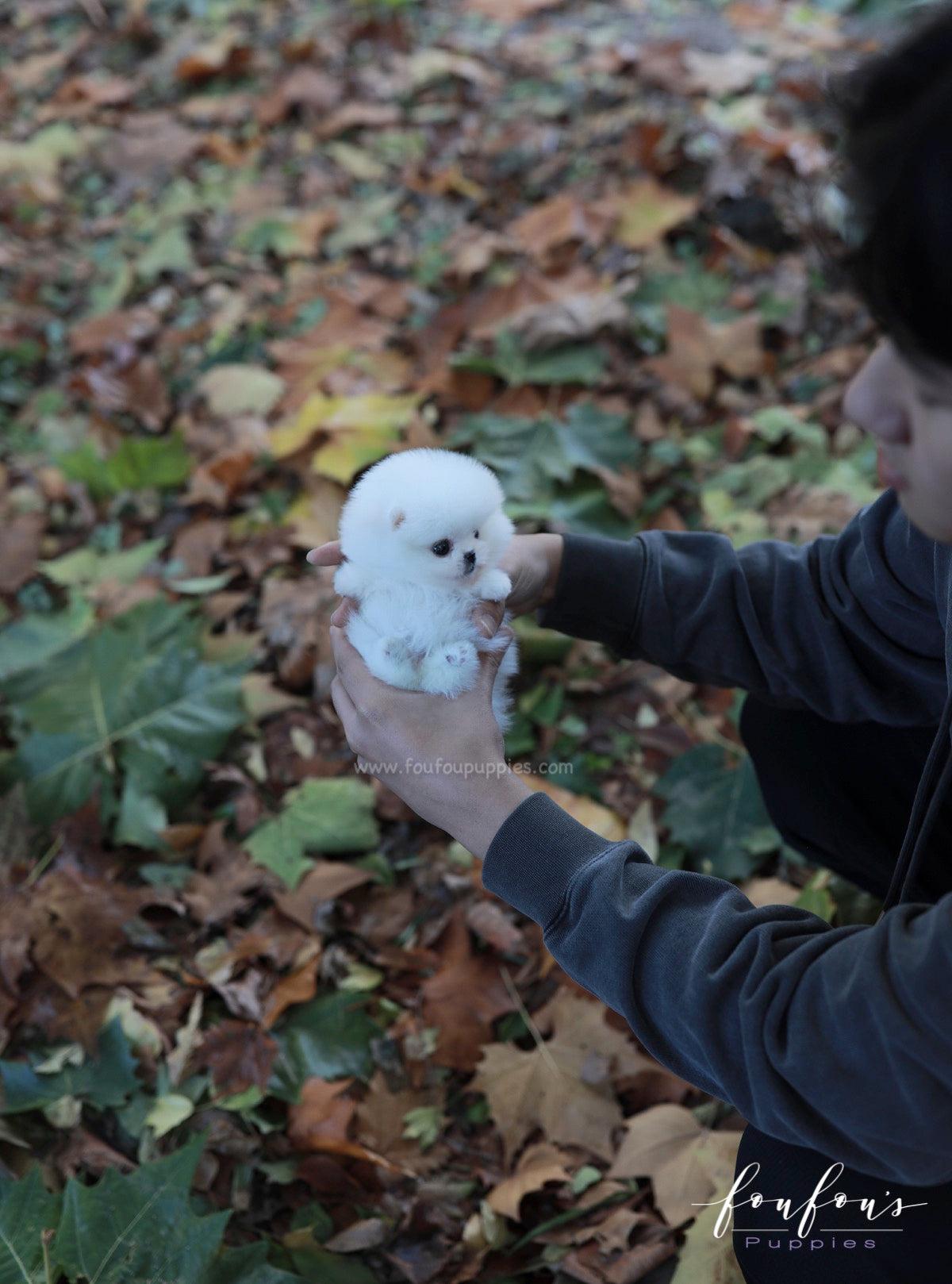 Frosty - Pomeranian M.