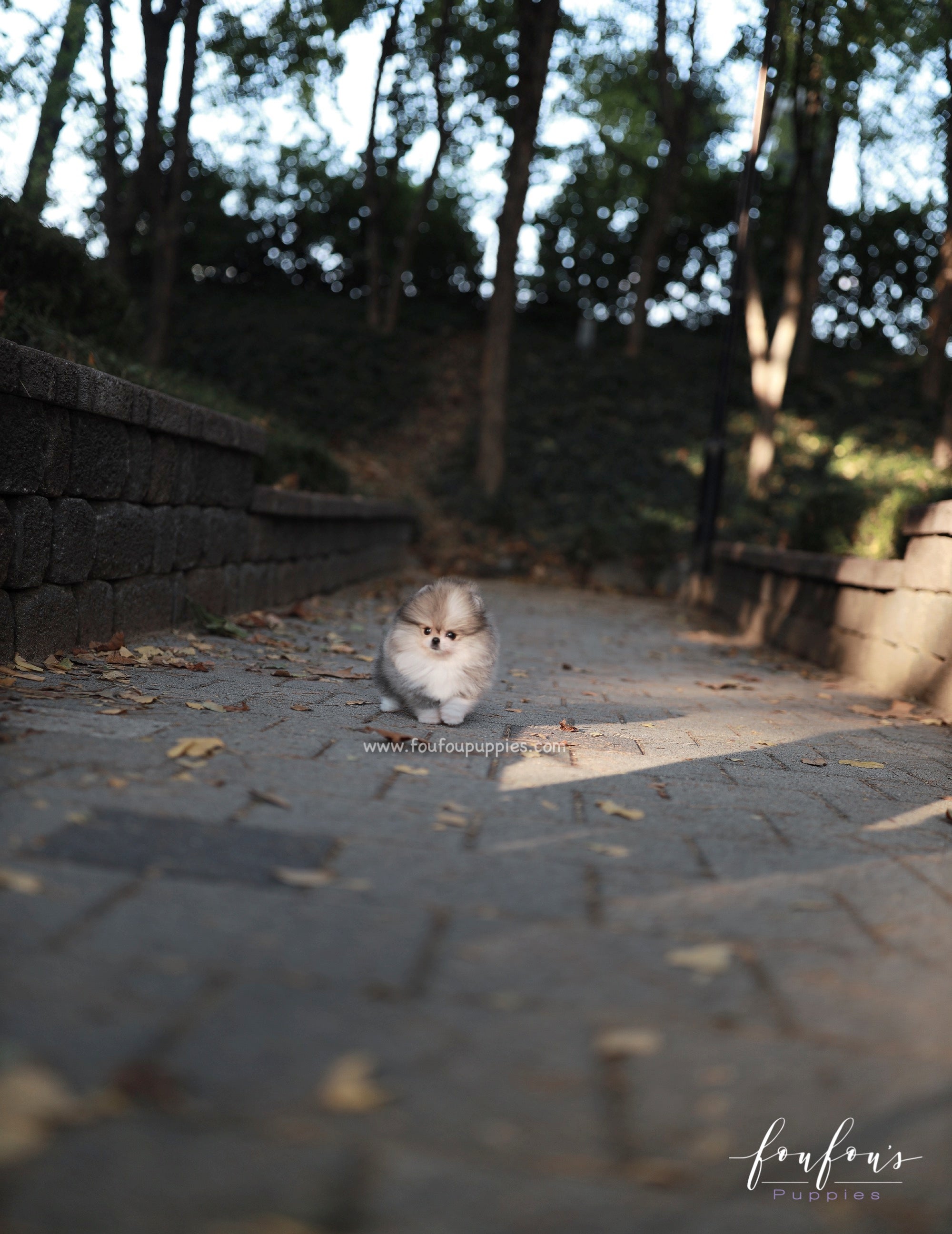 Luxor - Pomeranian M.