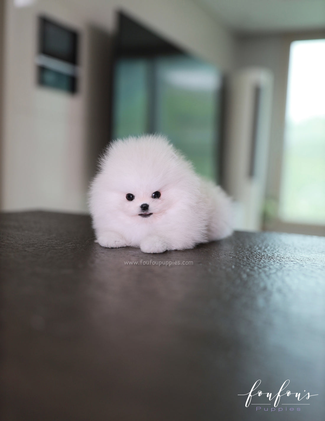 Maximillian - Pomeranian M.