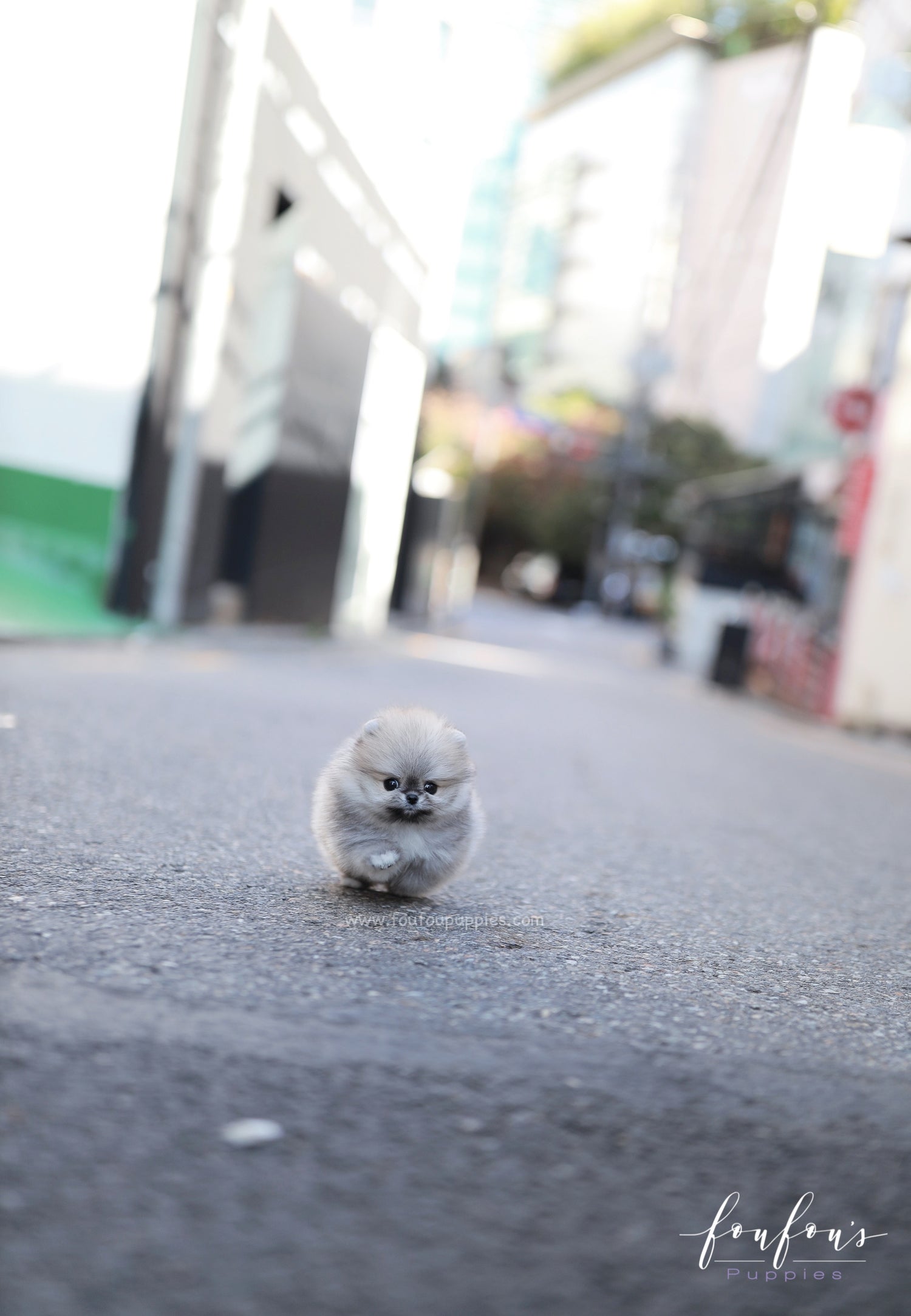 Céline - Pomeranian F.