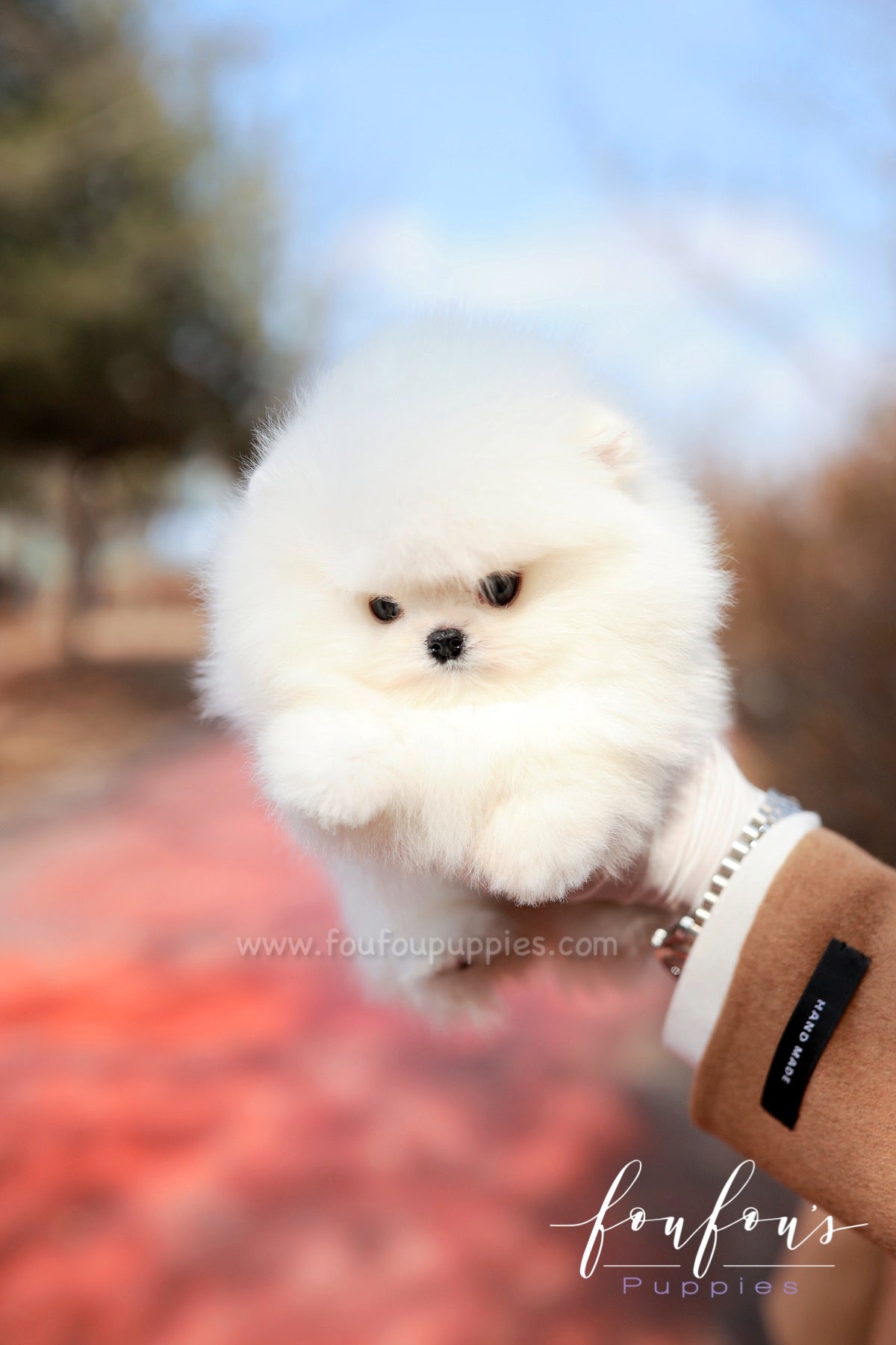 White 2024 micro pomeranian