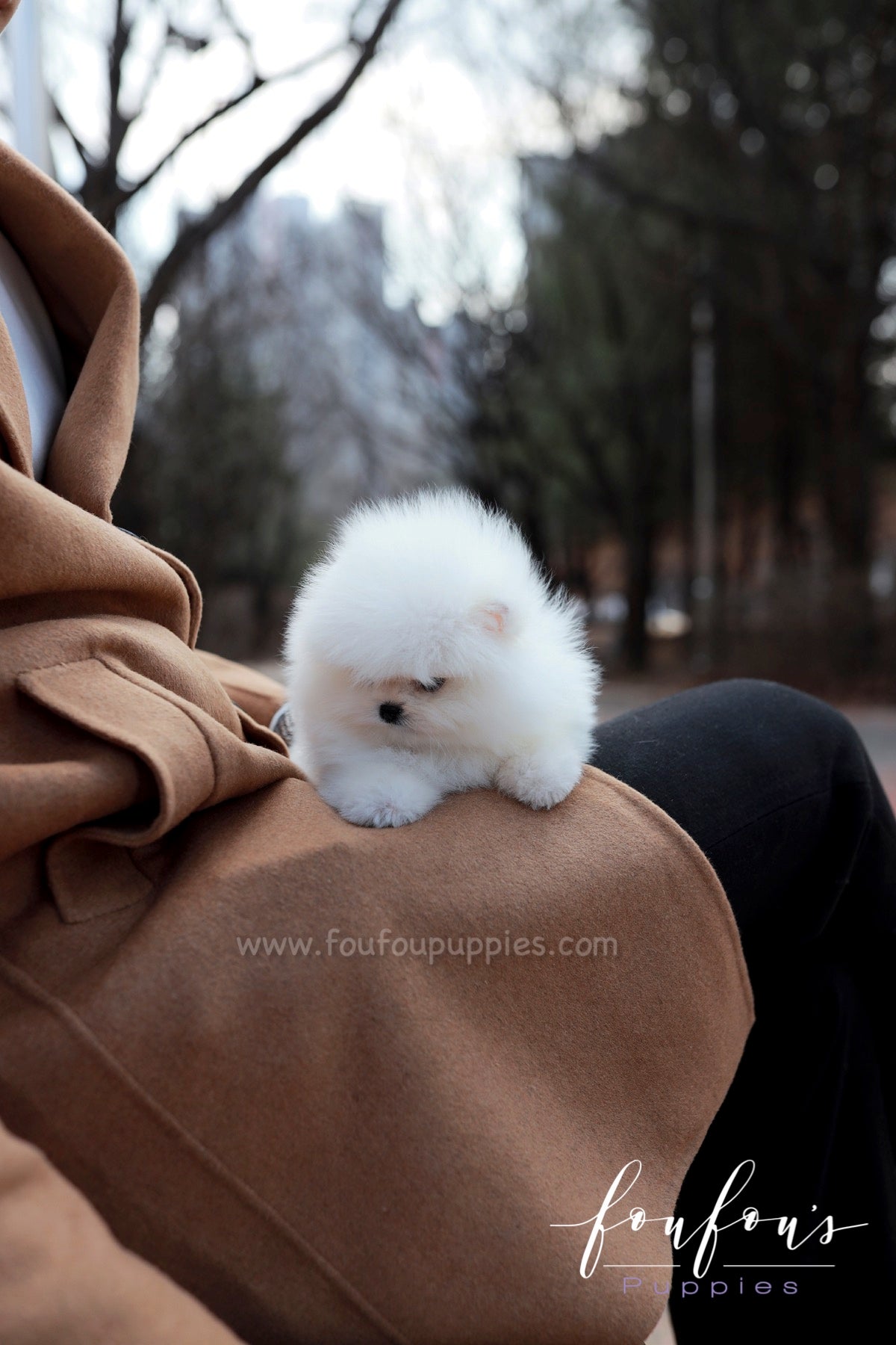 La Jaconde - Pomeranian F.