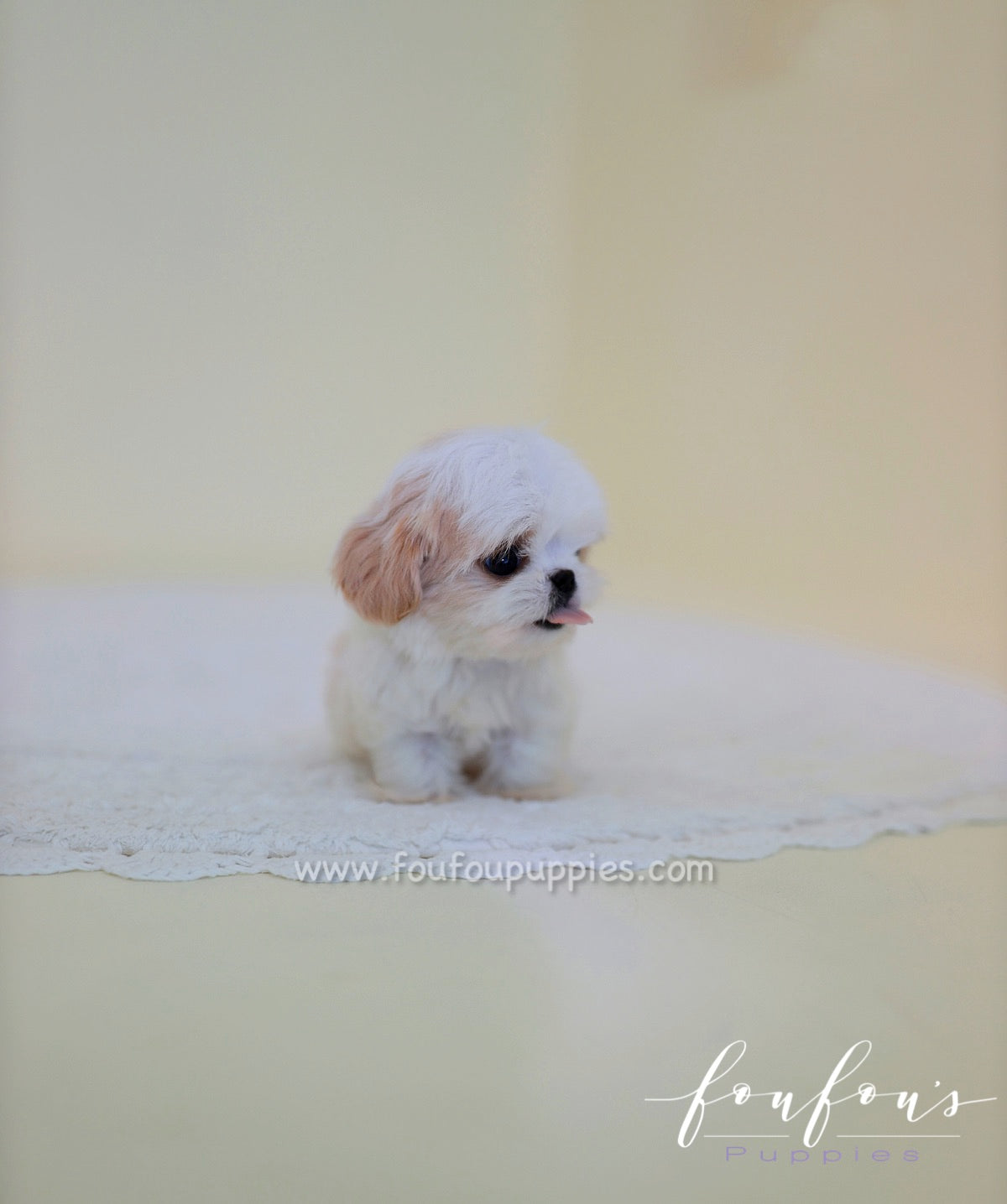 Ashta - Maltipoo M.