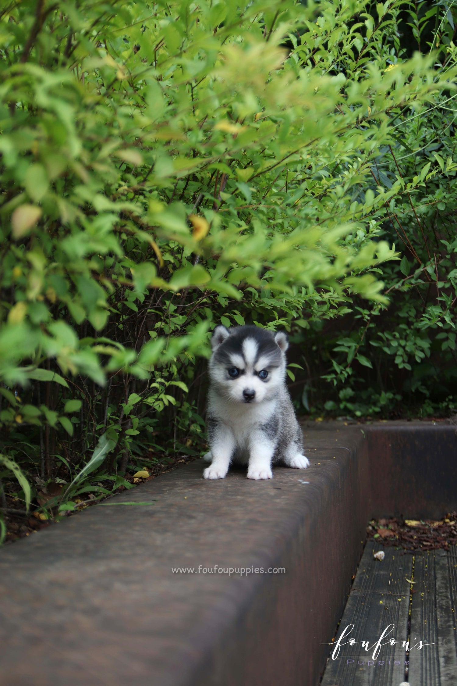 Bali - Pomsky F.