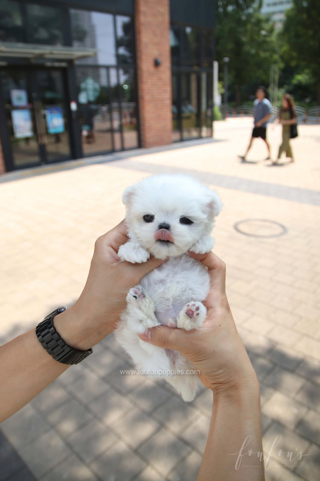 PoohBear - Maltese M.