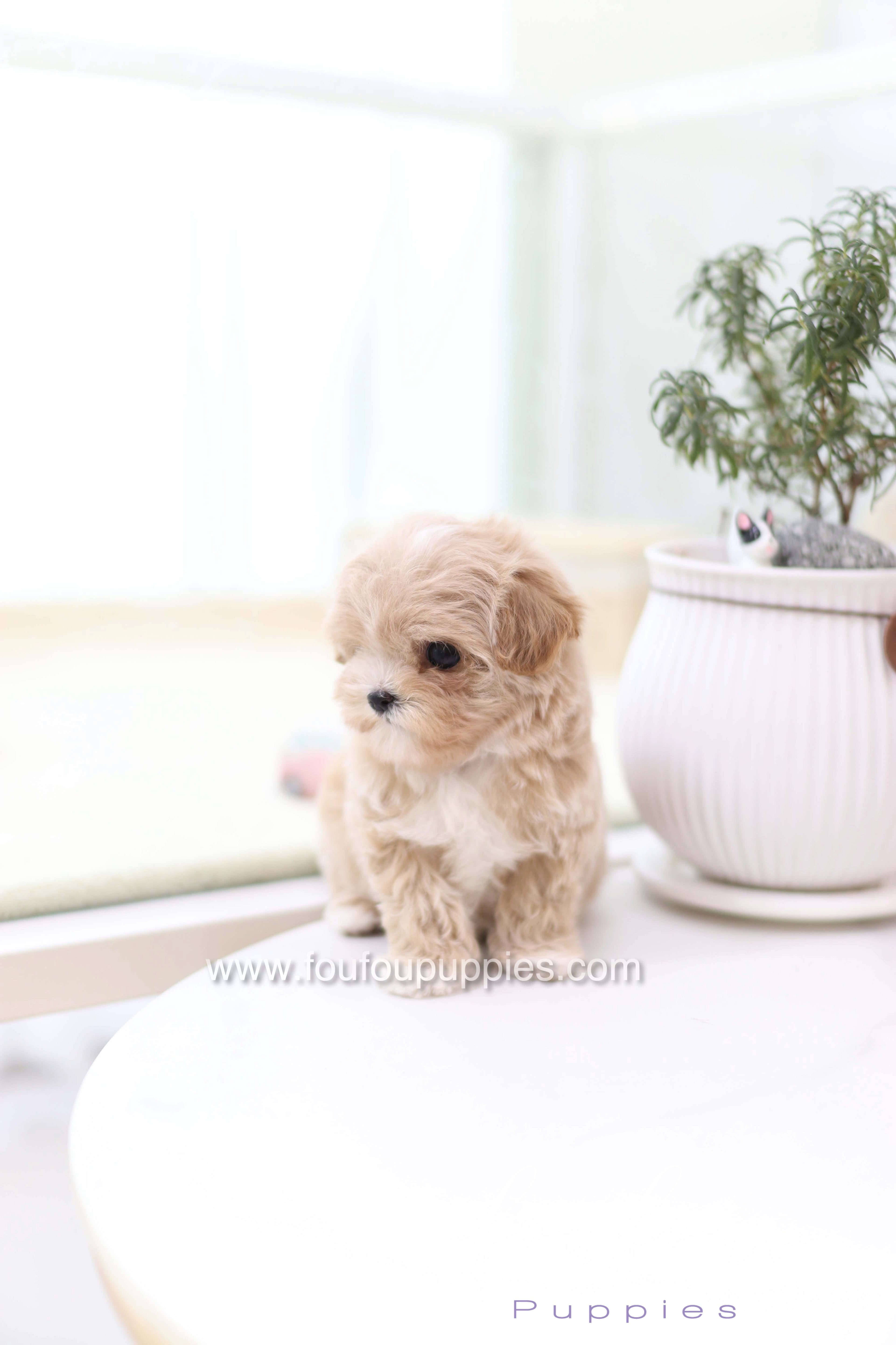 Milena - Maltipoo F.