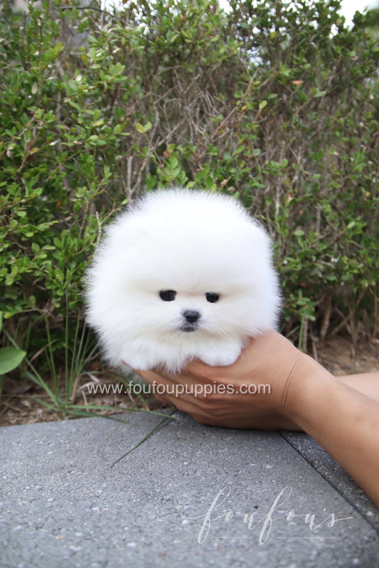 Marshmallow - Pomeranian M.