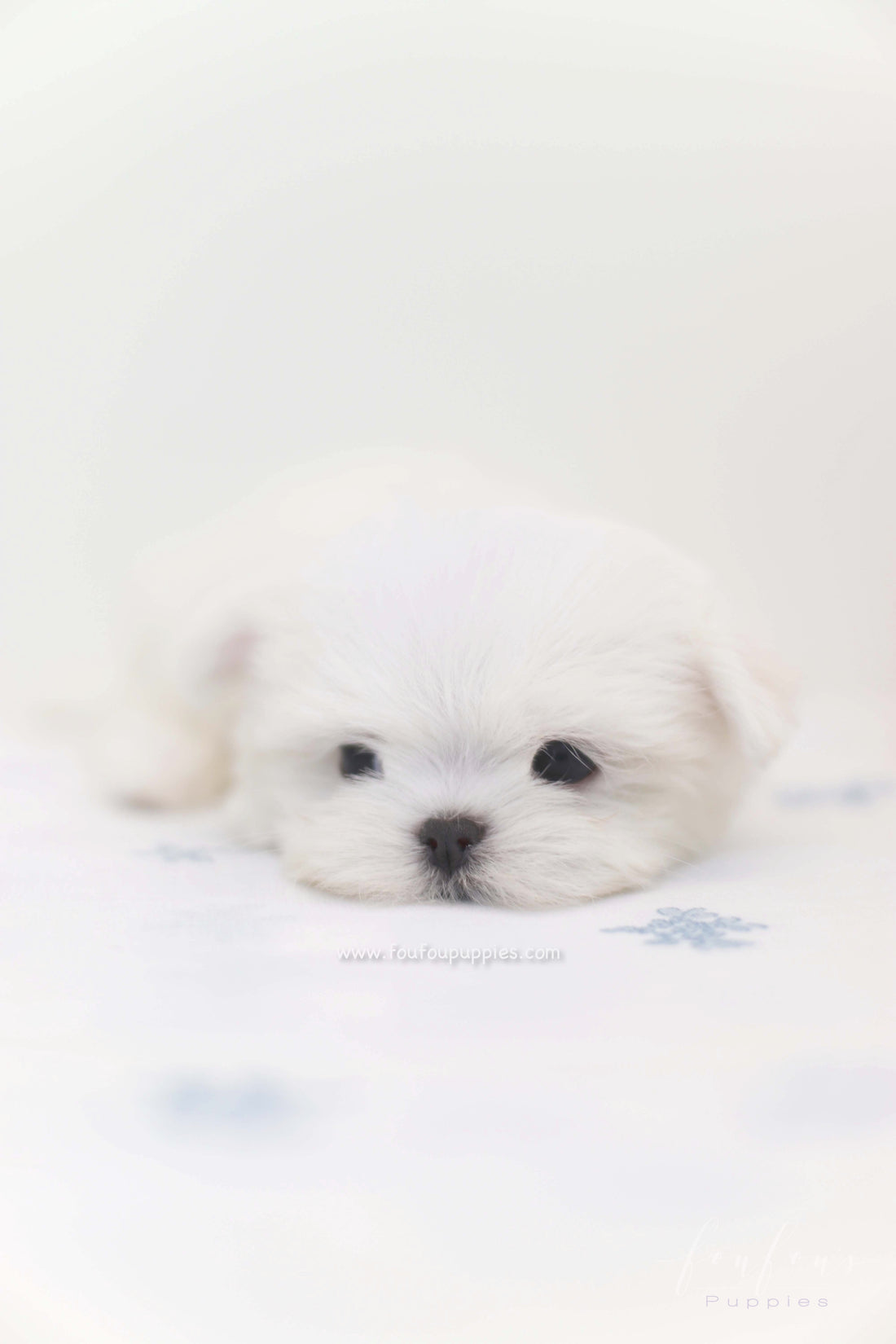 Willow - Maltese F.