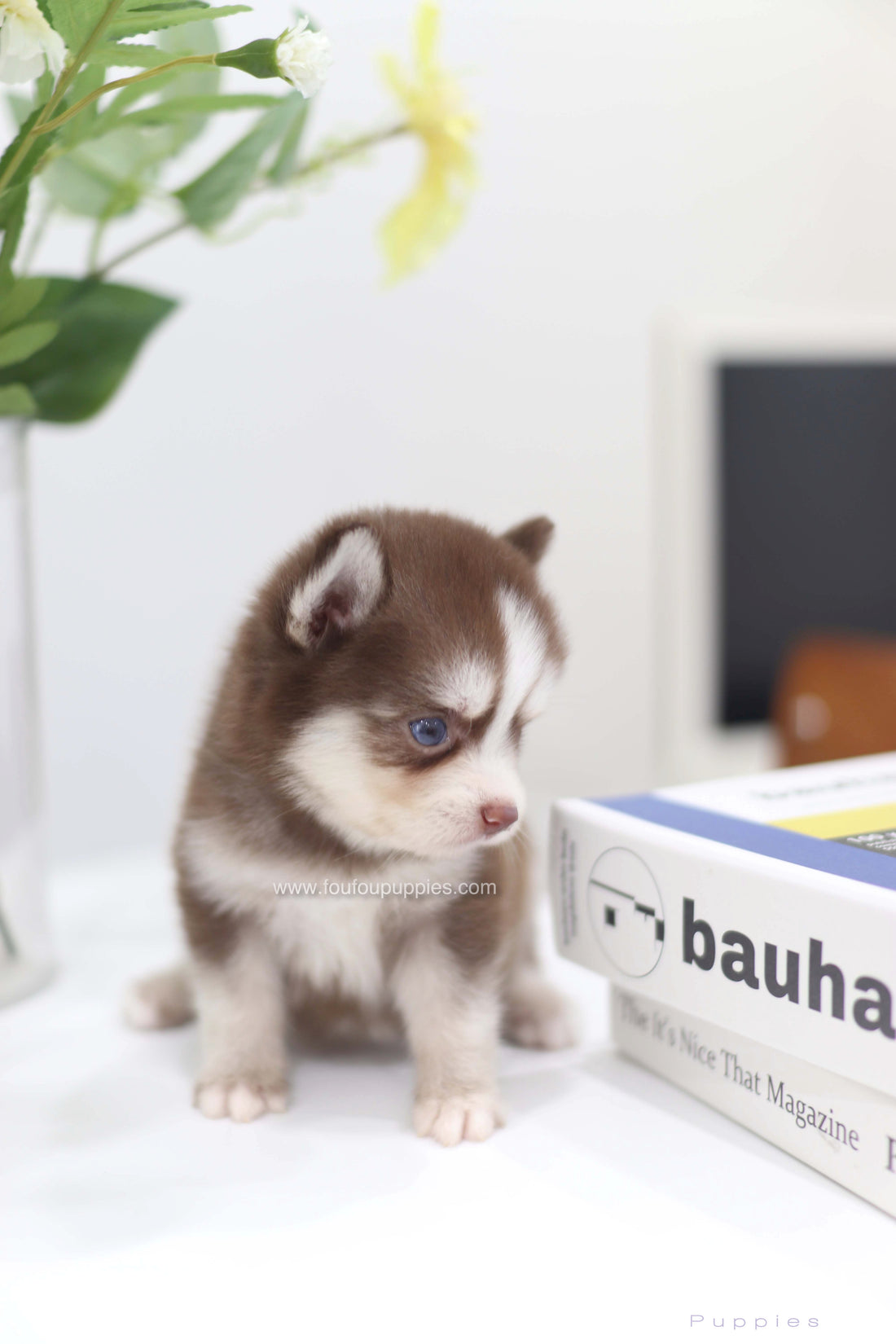 Kai- Pomsky M.