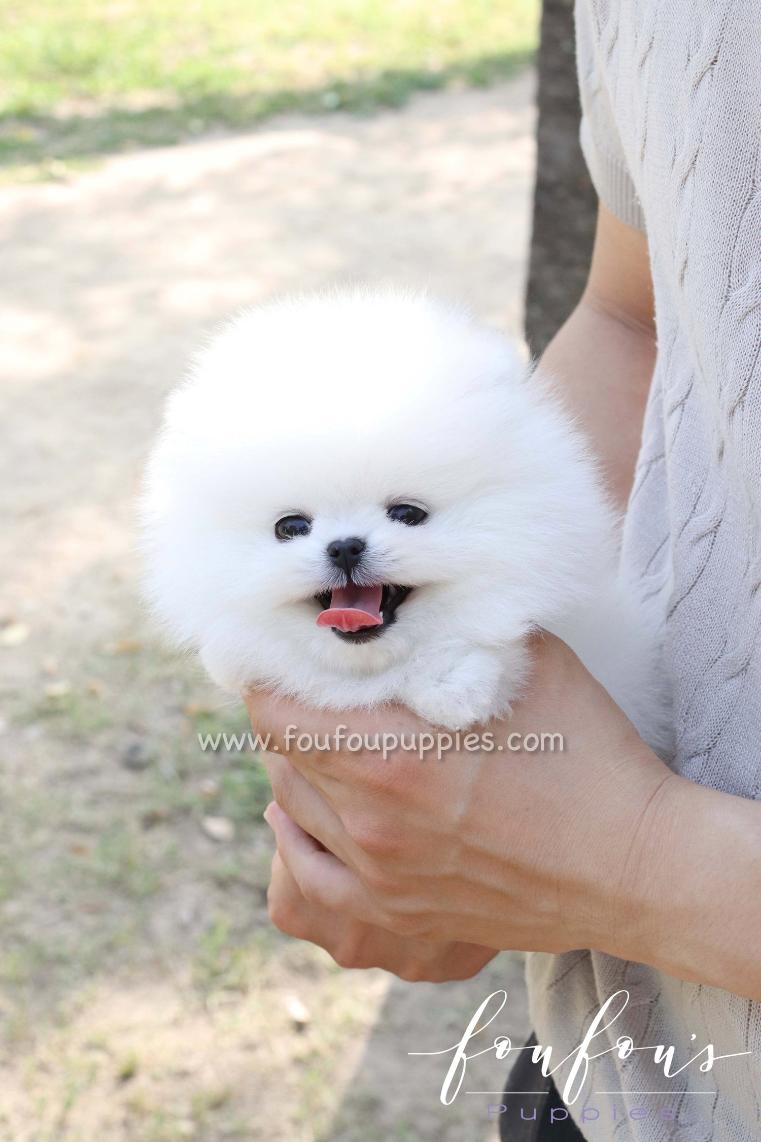 Bisou - Pomeranian F.