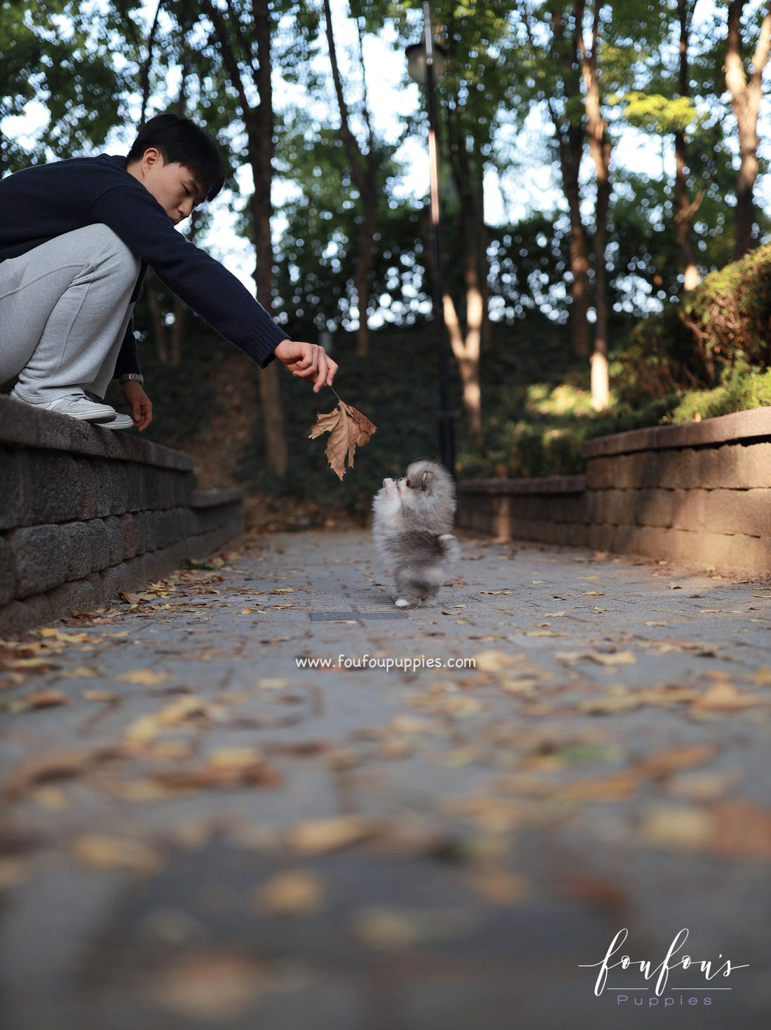 Luxor - Pomeranian M.