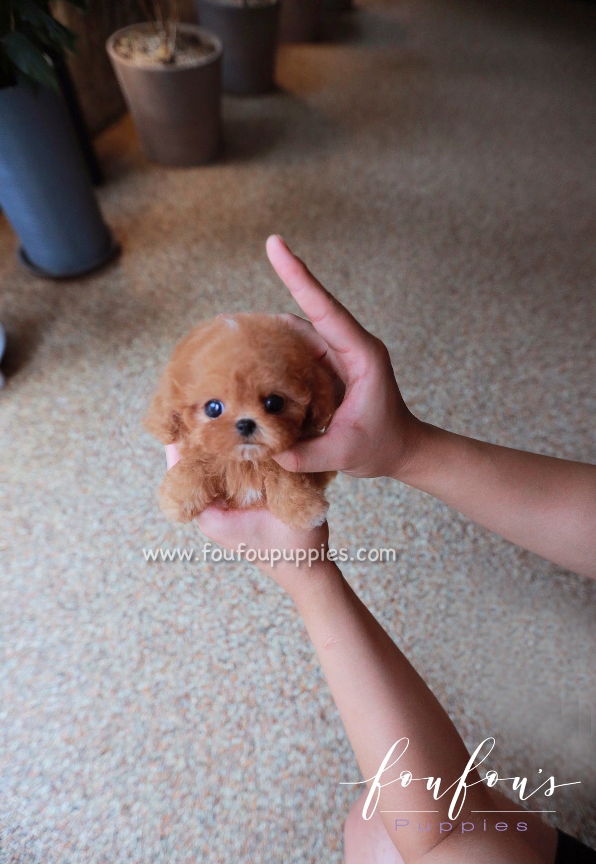 Cinnamon micro hot sale poodle cost