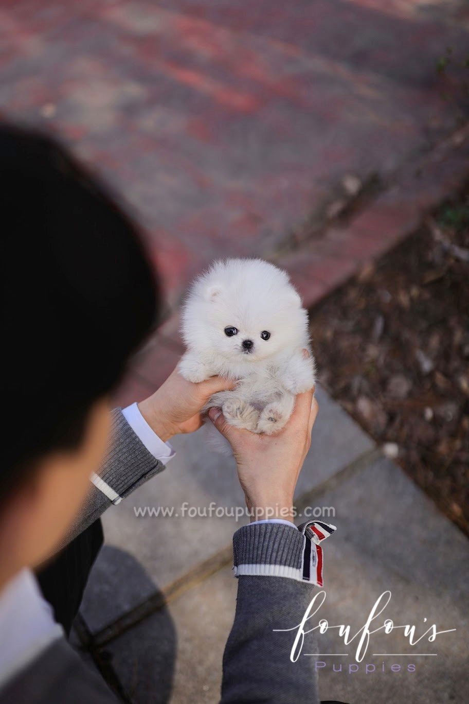 Bijou - Pomeranian F.