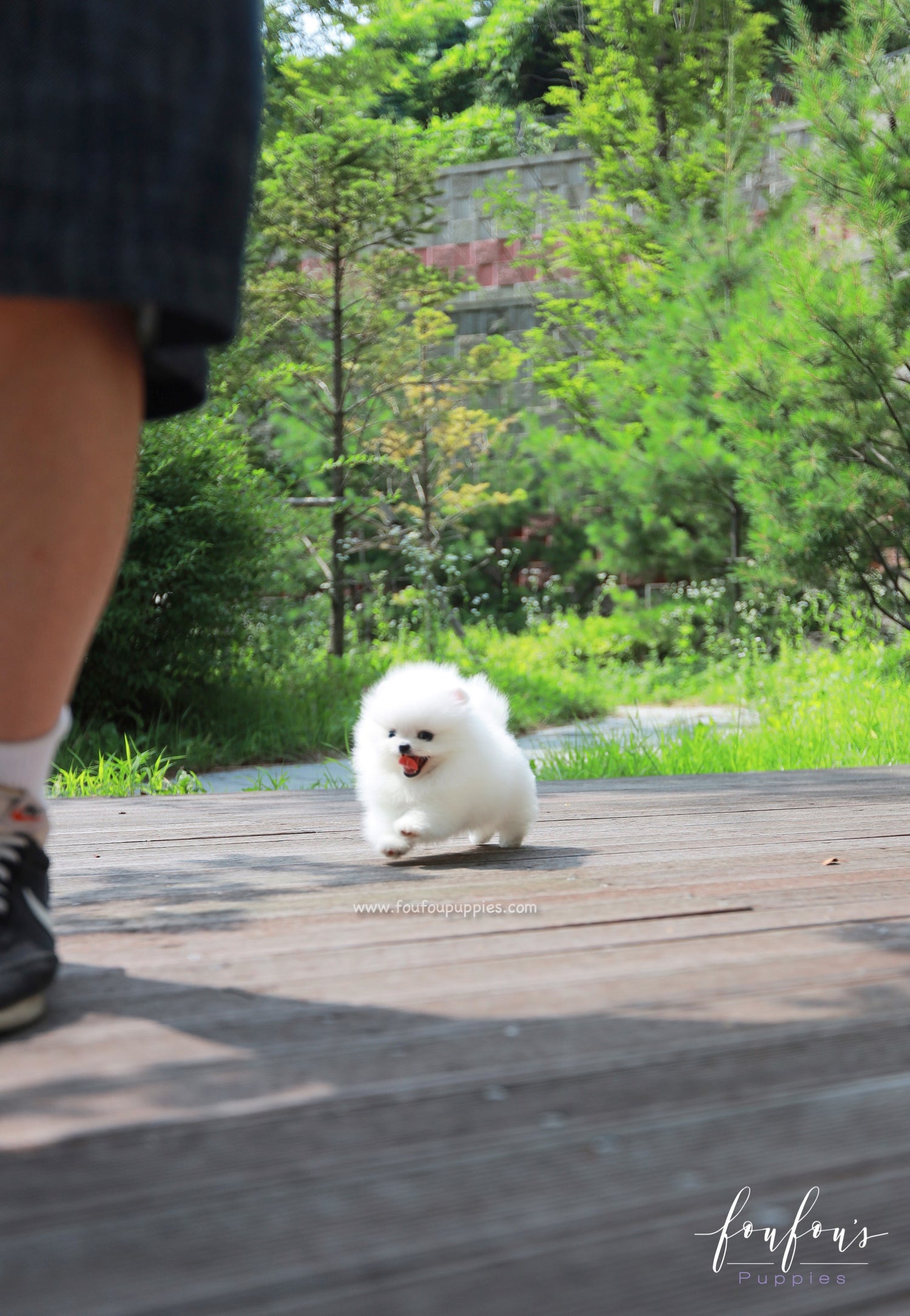 Willow - Pomeranian F.