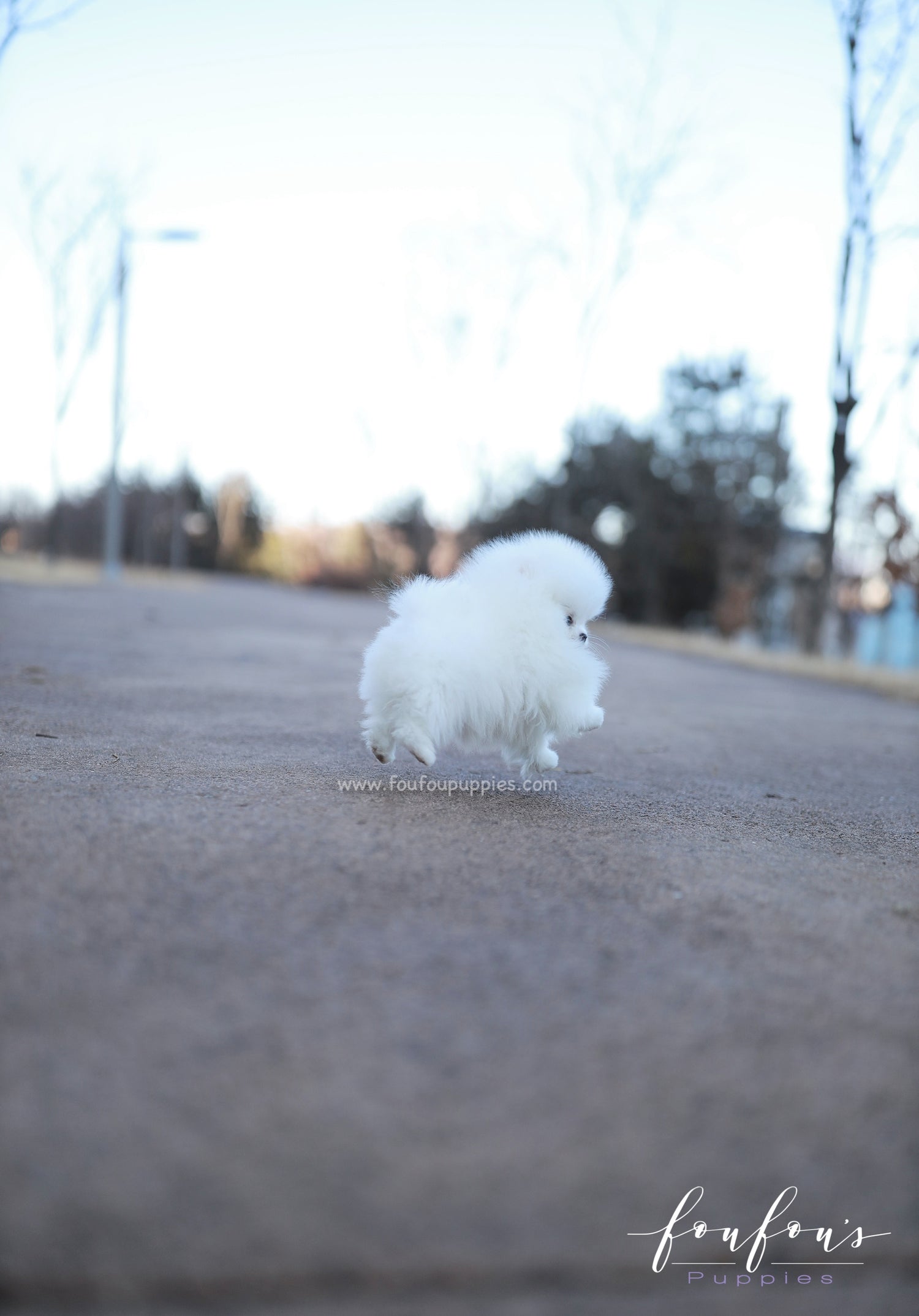 Belle - Pomeranian F.