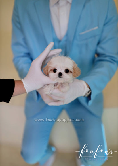 Ashta - Maltipoo M.